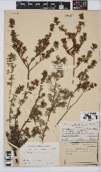 Indigofera stricta image