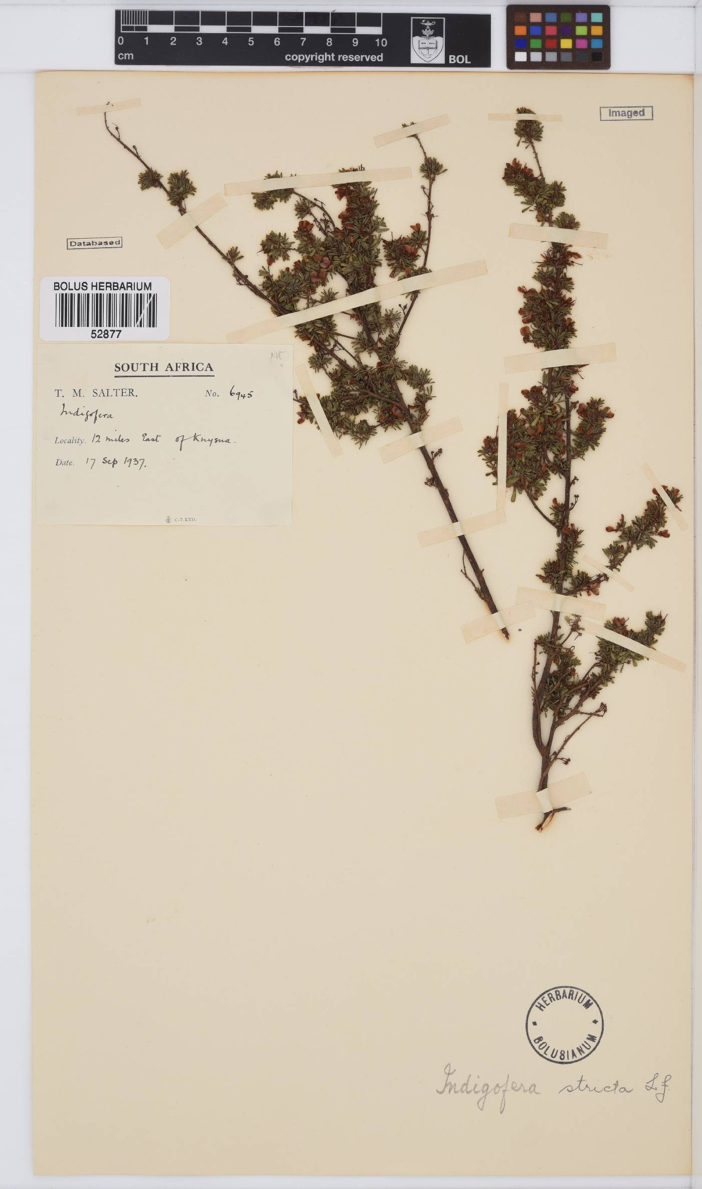 Indigofera stricta image