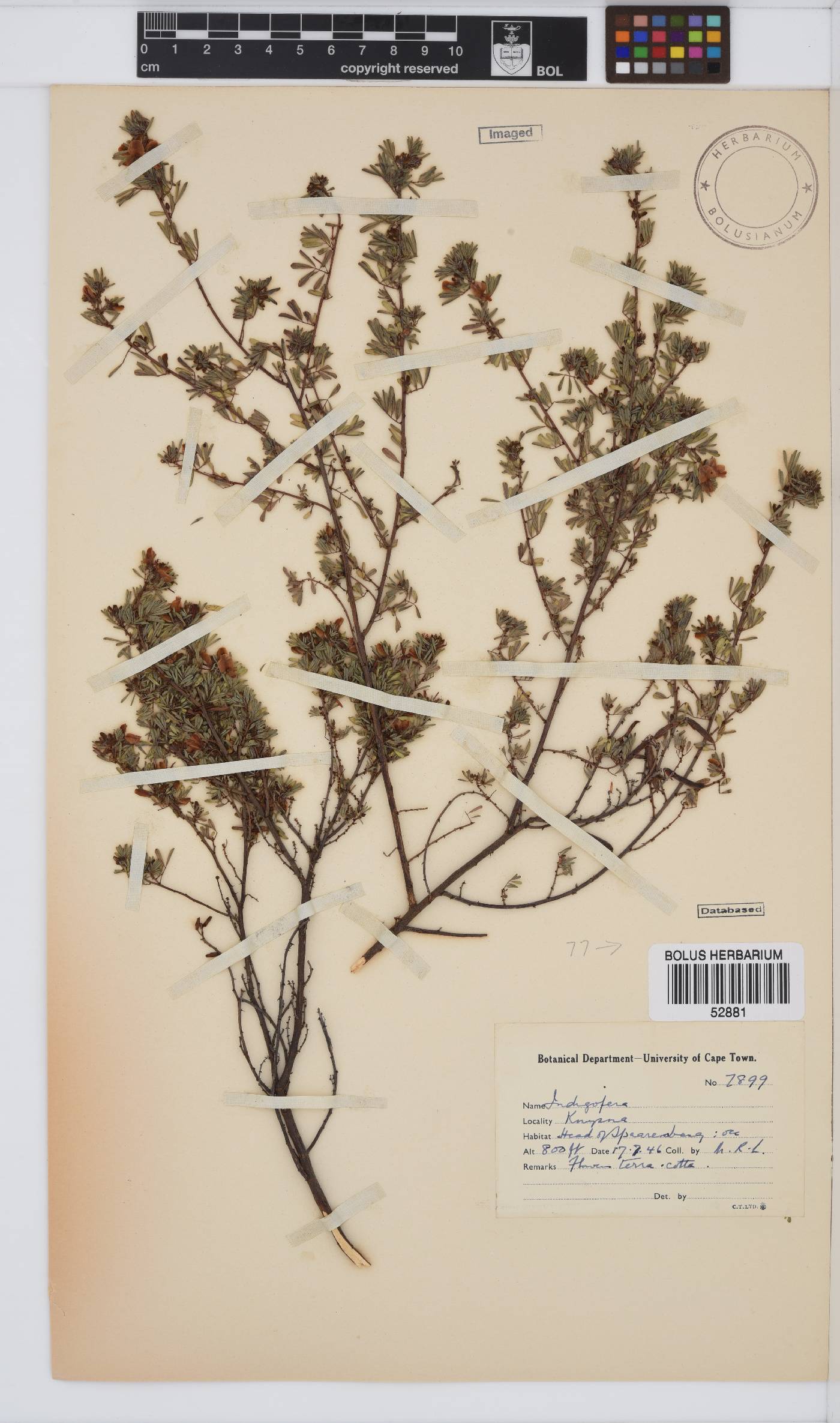 Indigofera stricta image