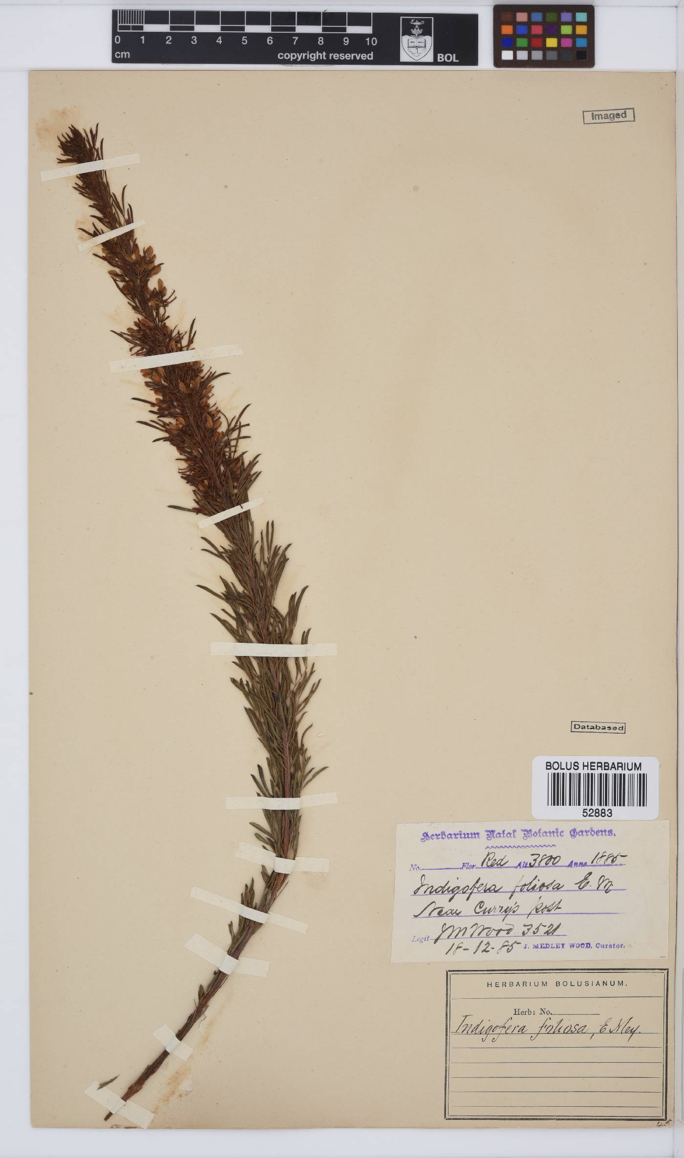 Indigofera foliosa image