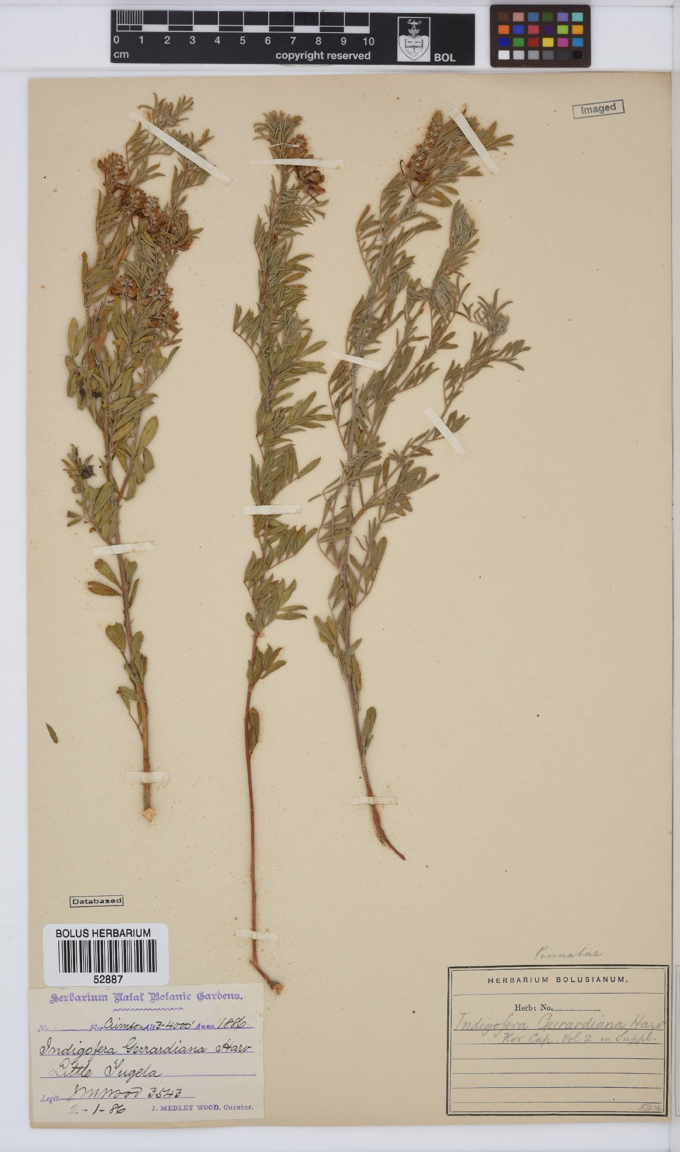 Indigofera dregeana image