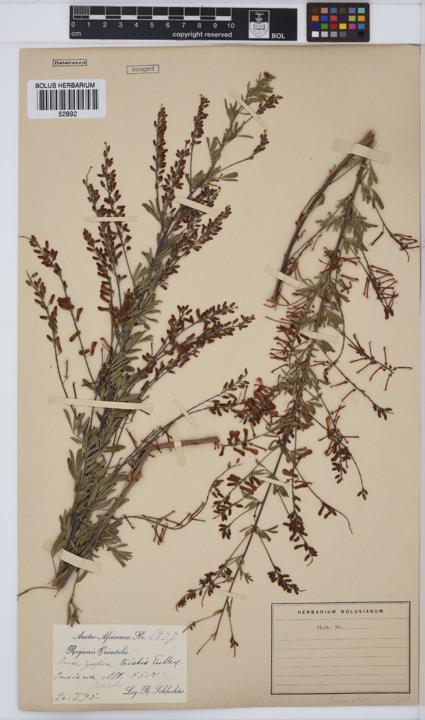 Indigofera tristis image