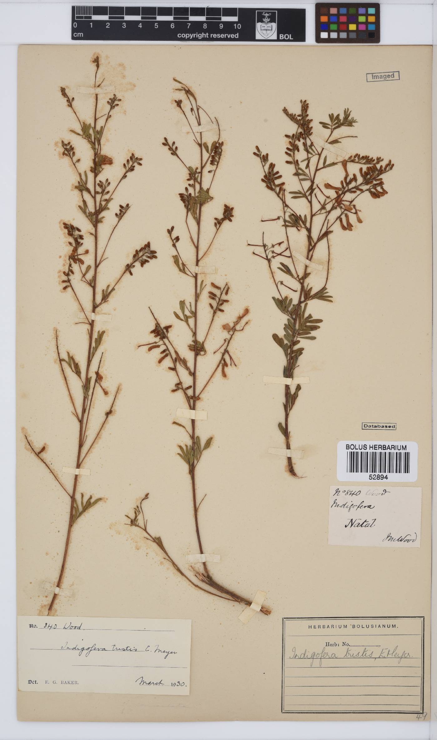 Indigofera tristis image