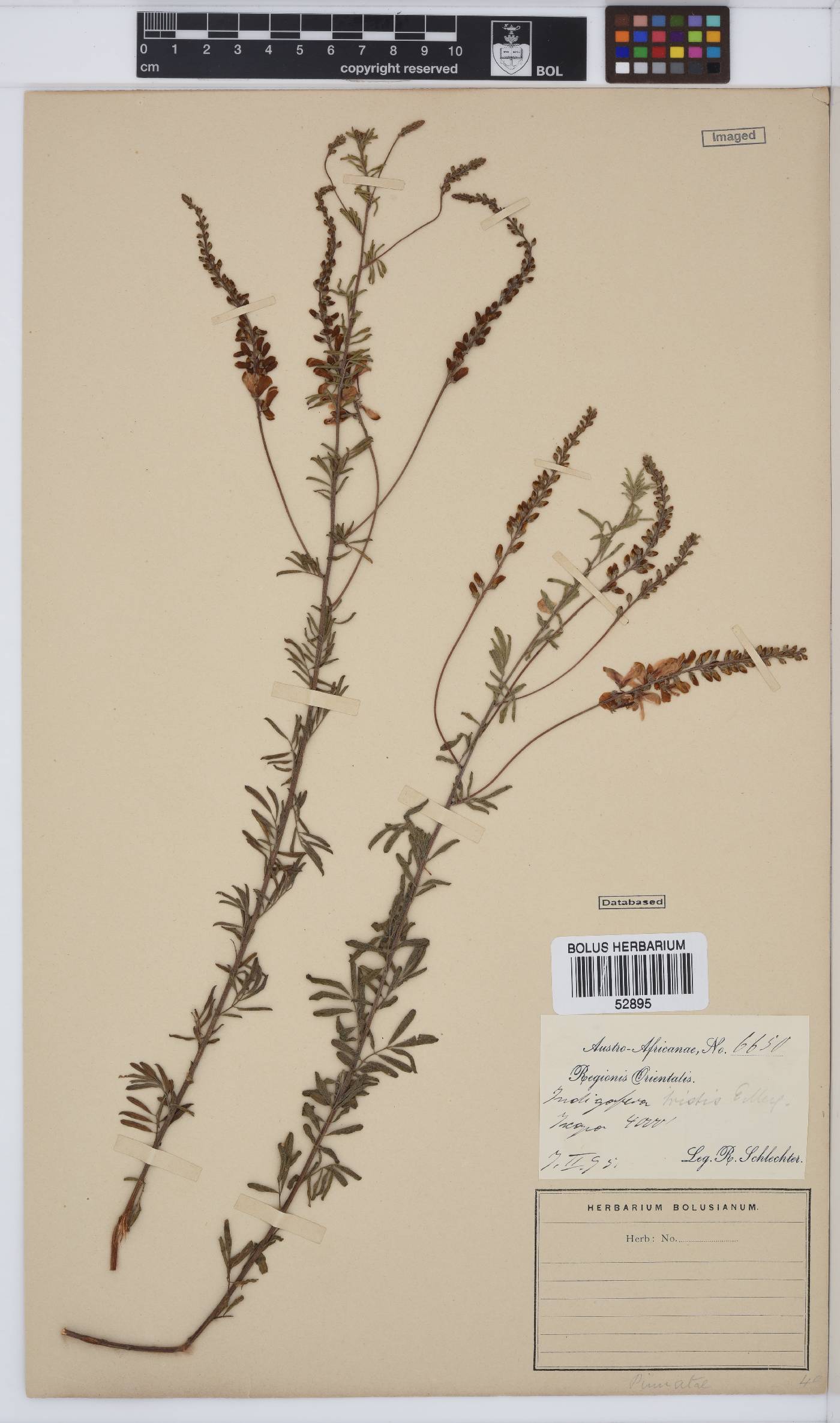 Indigofera tristis image