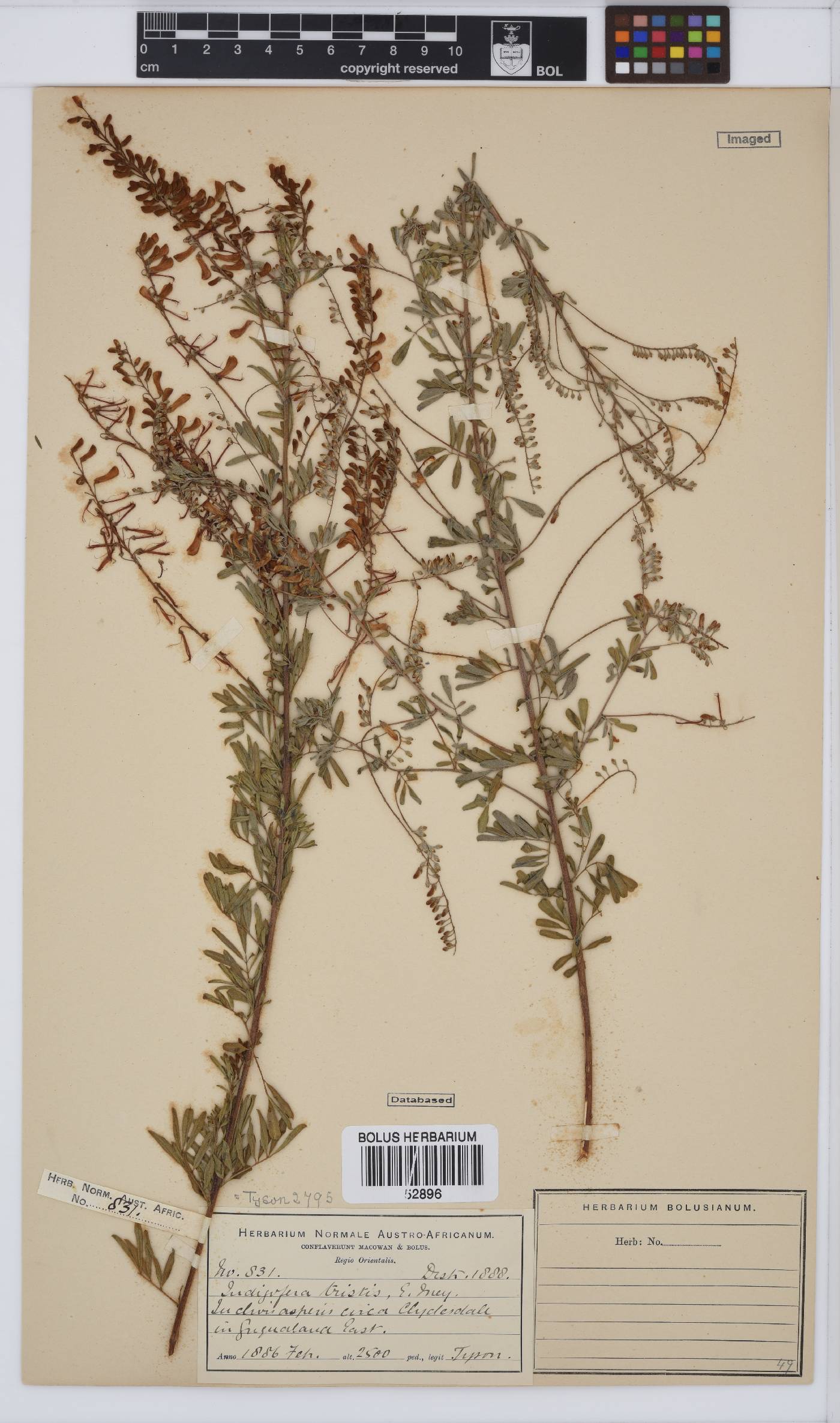 Indigofera tristis image