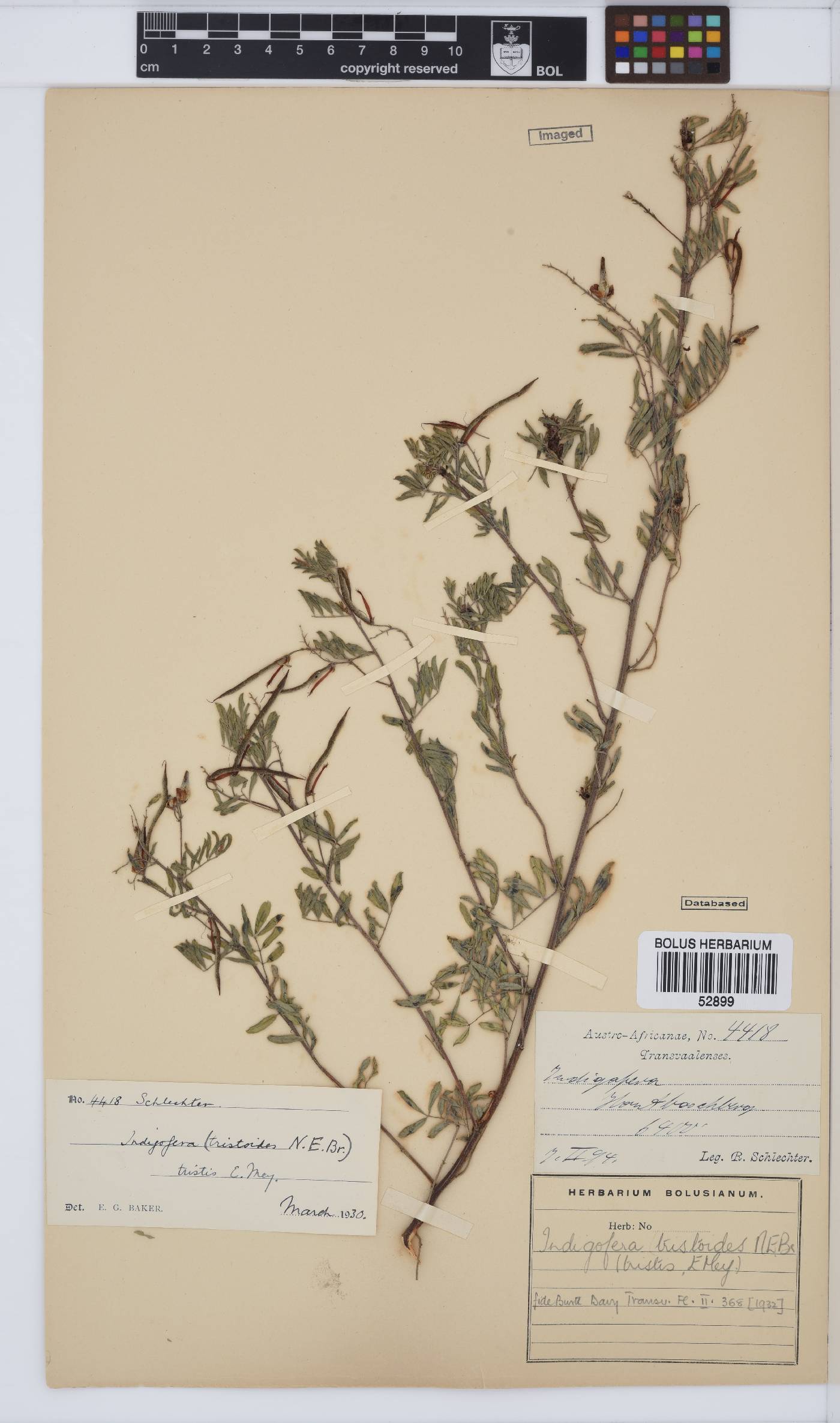 Indigofera tristoides image