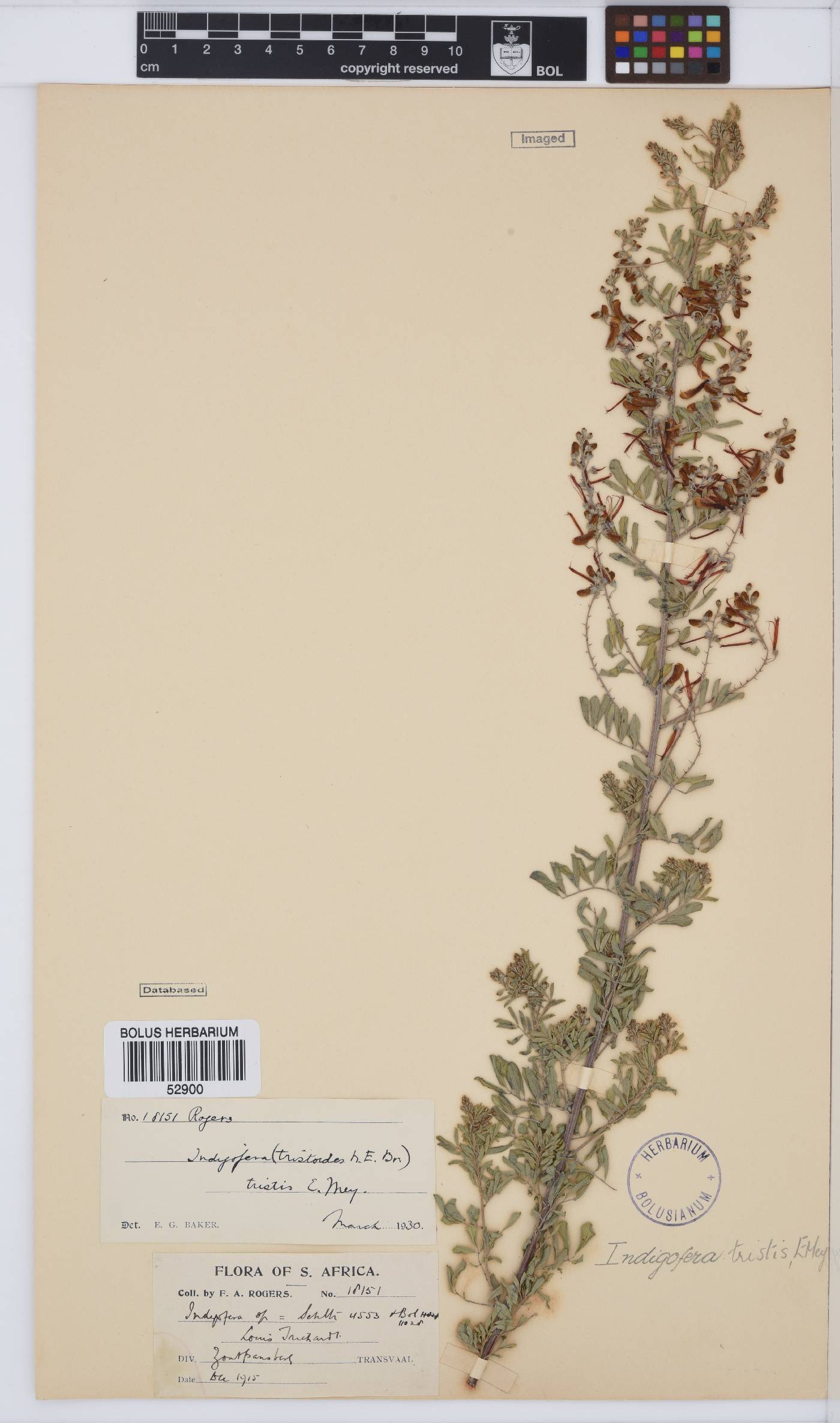 Indigofera tristis image
