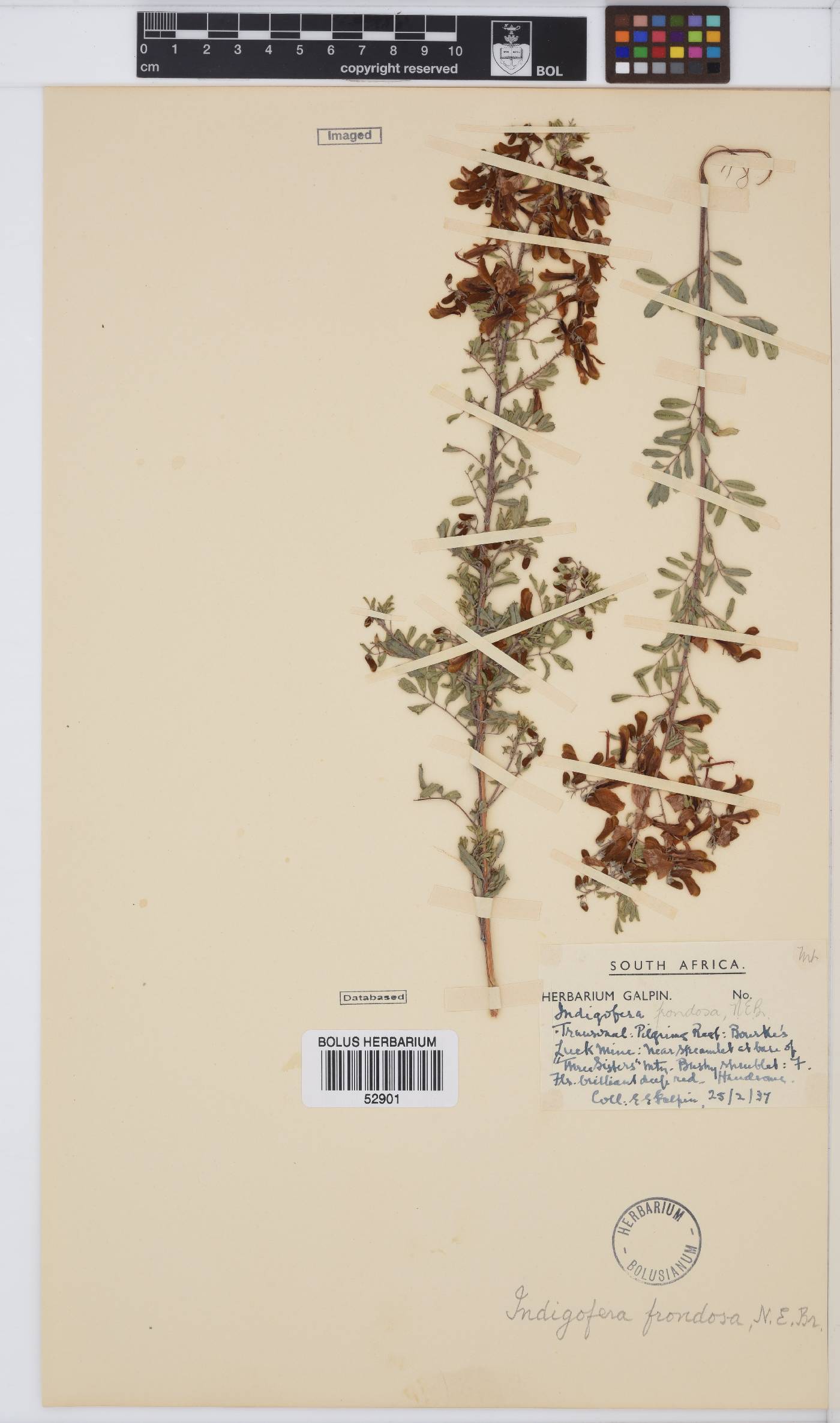 Indigofera tristoides image