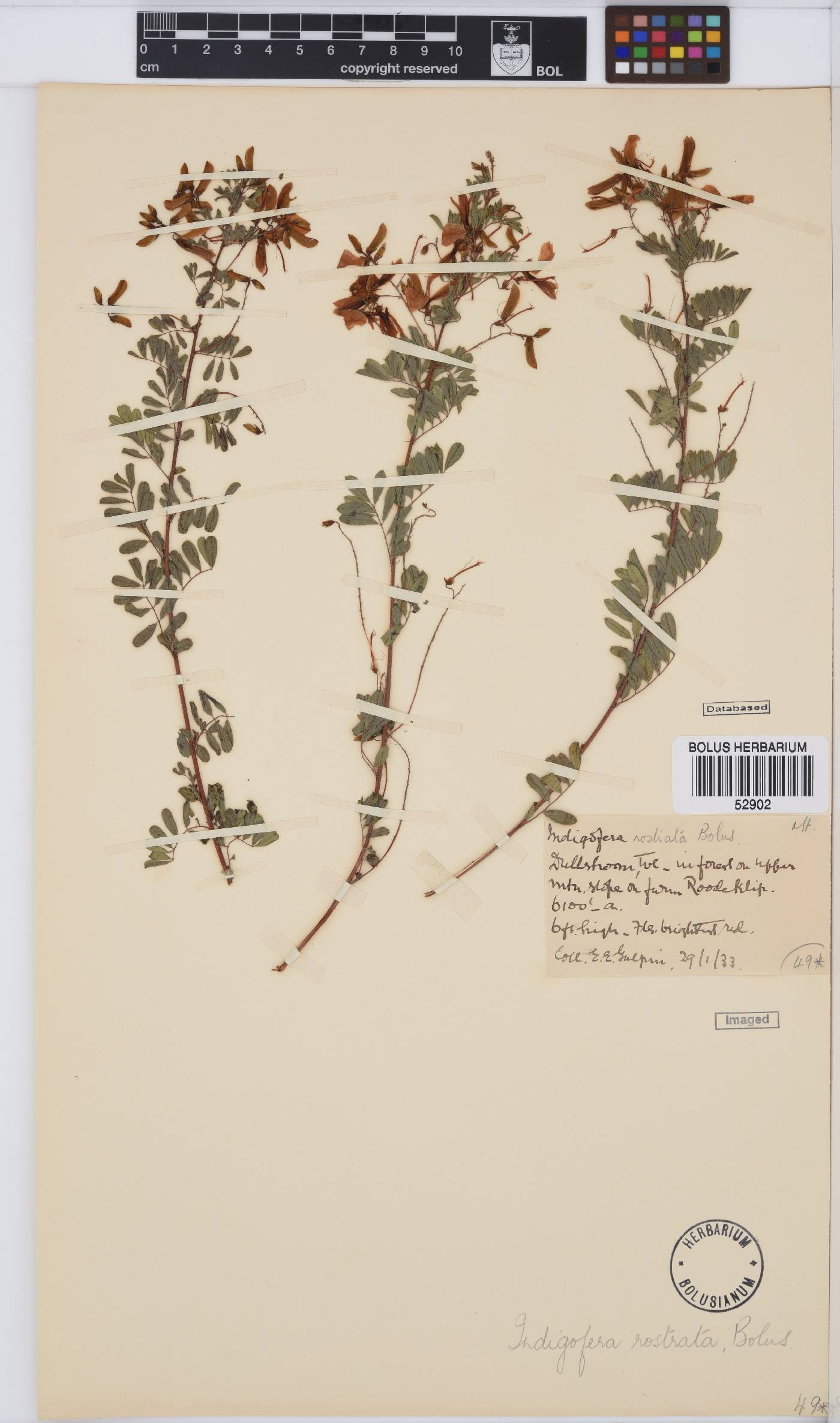 Indigofera tristoides image