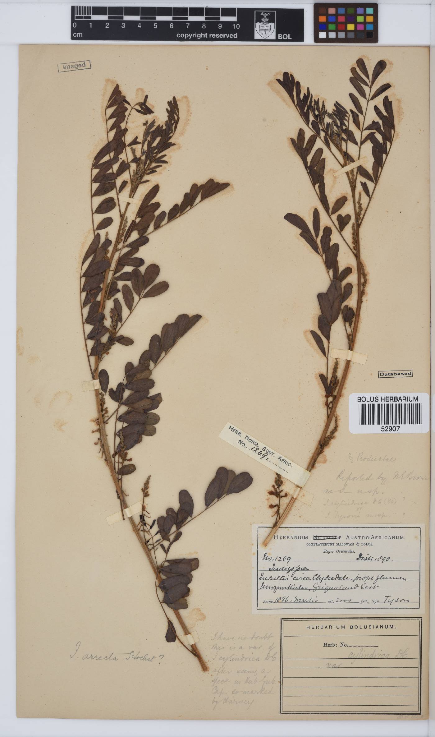 Indigofera arrecta image