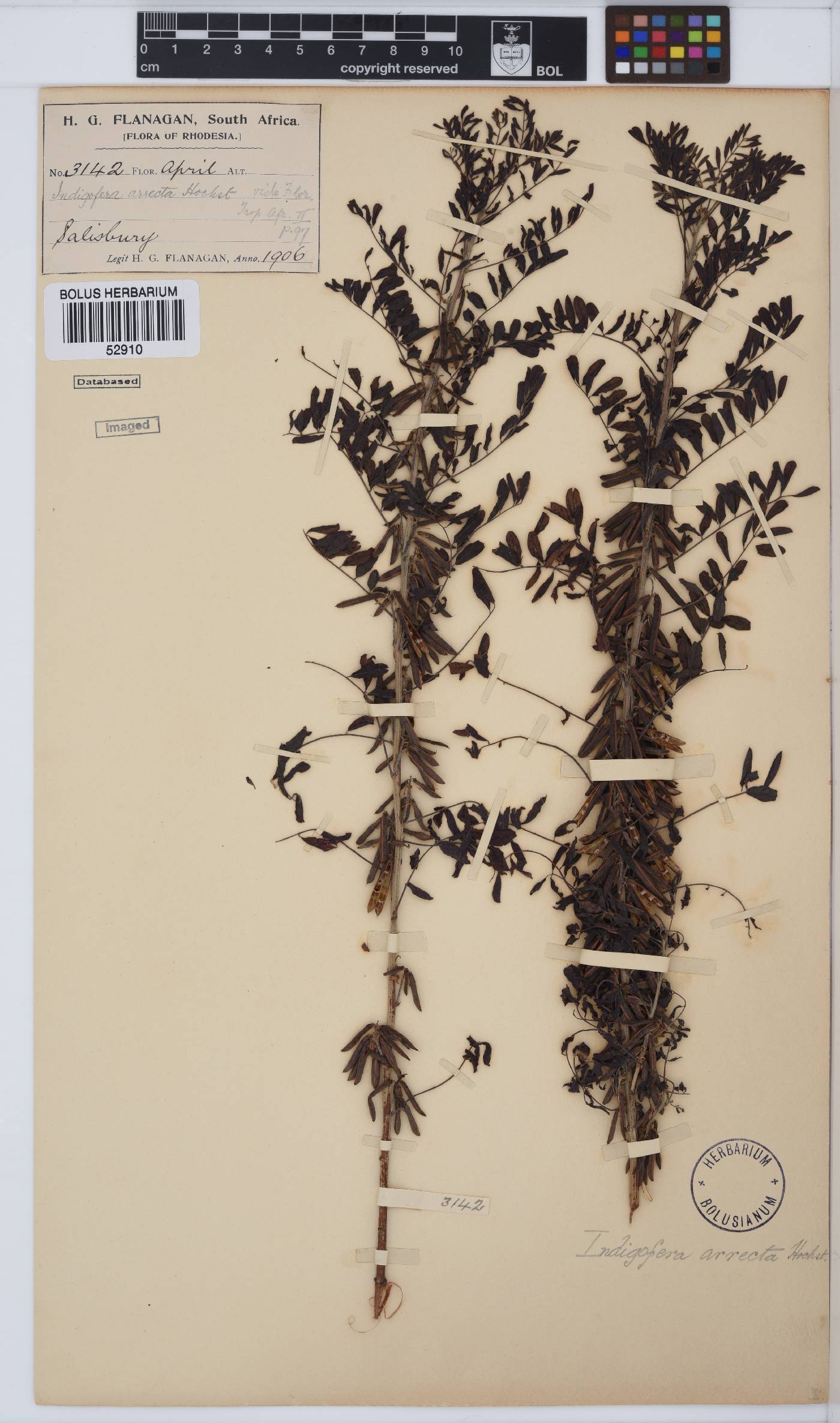 Indigofera arrecta image
