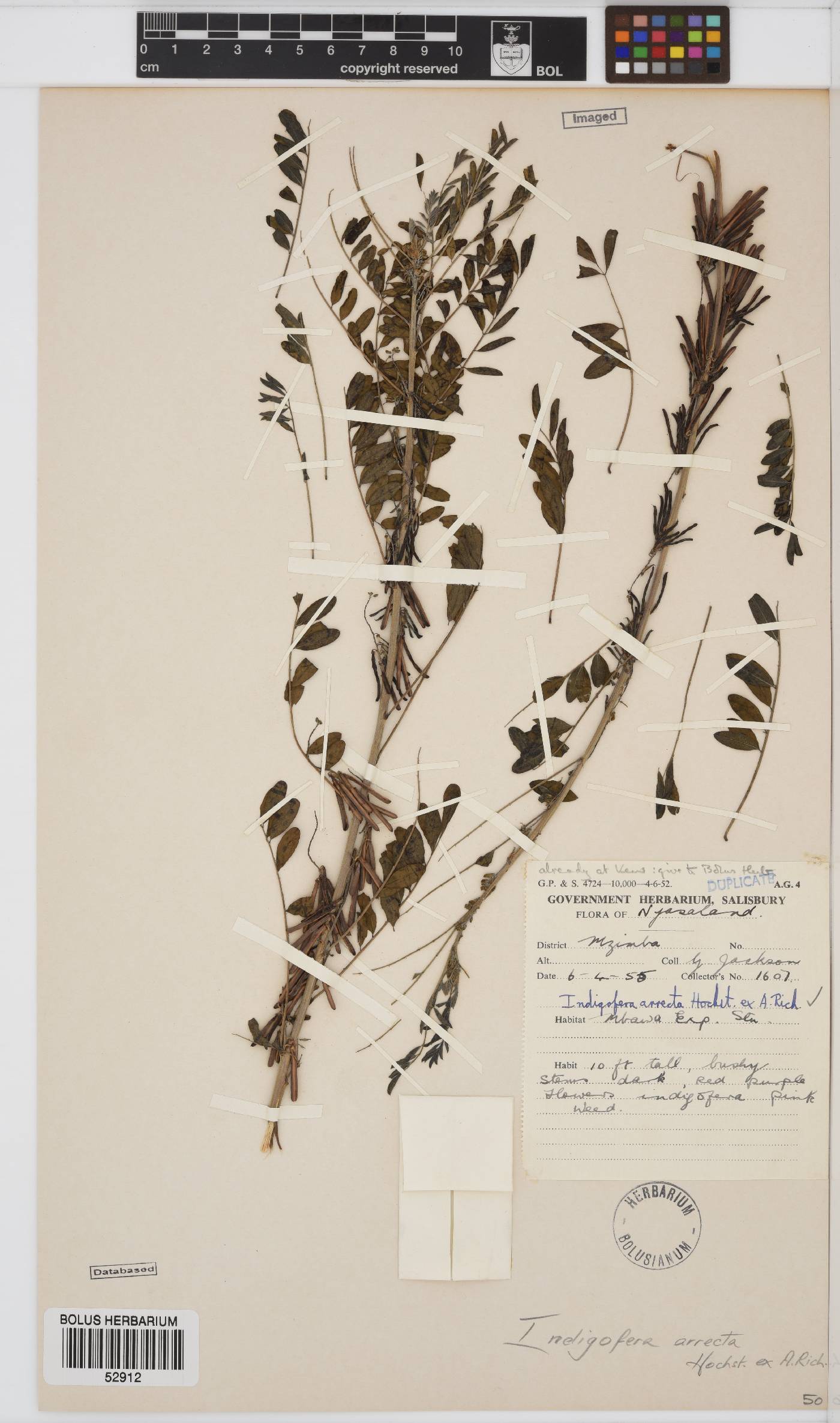 Indigofera arrecta image