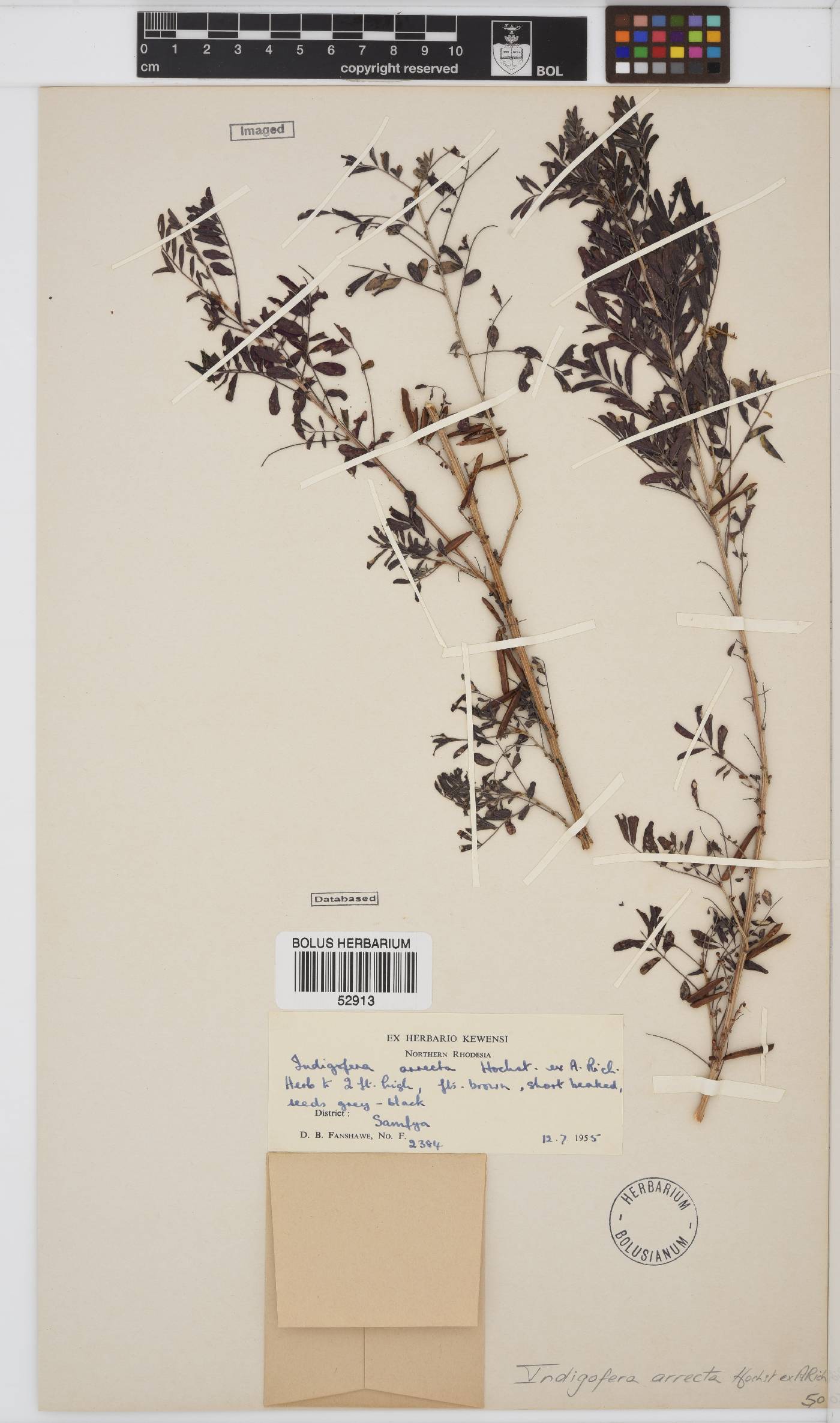 Indigofera arrecta image