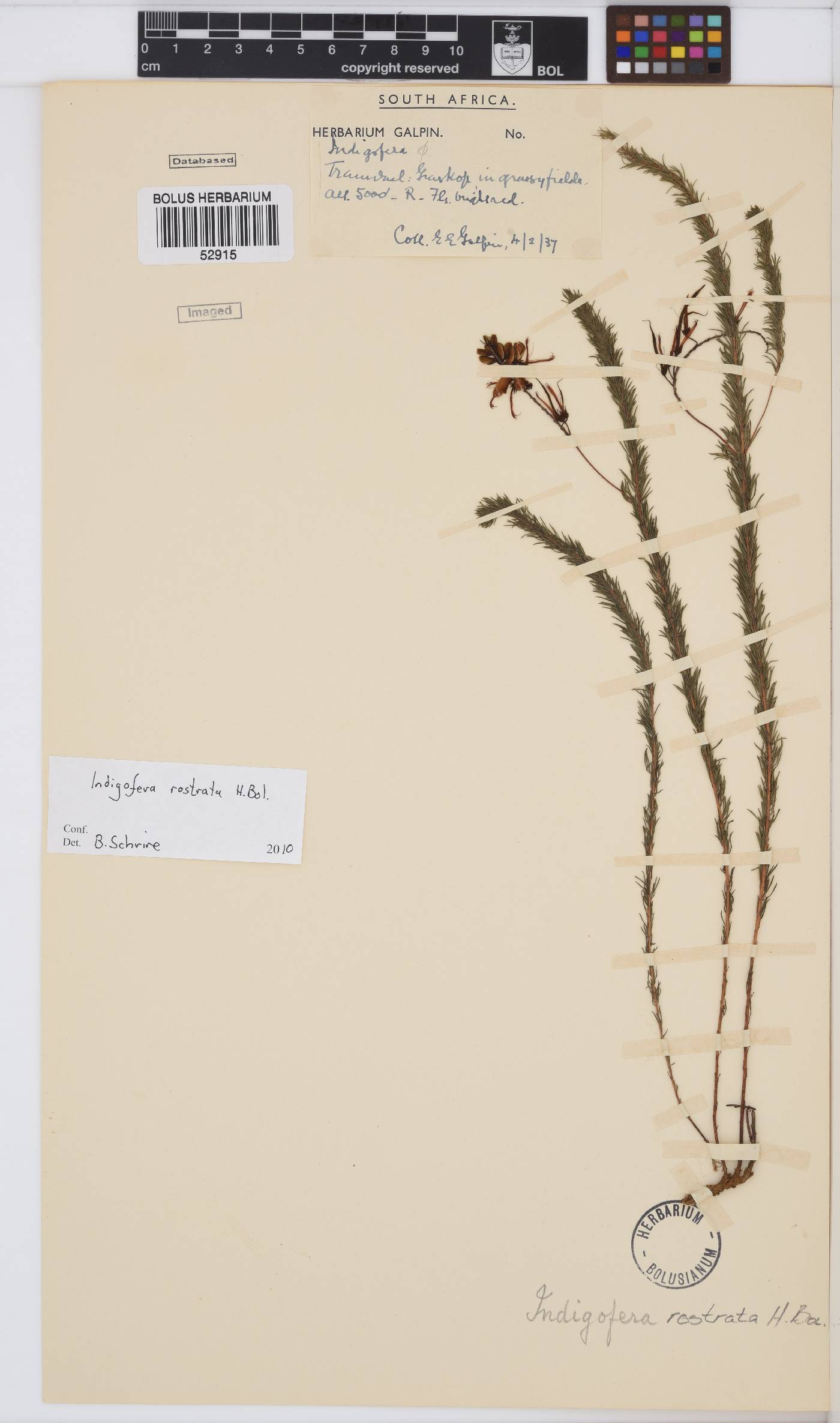 Indigofera rostrata image