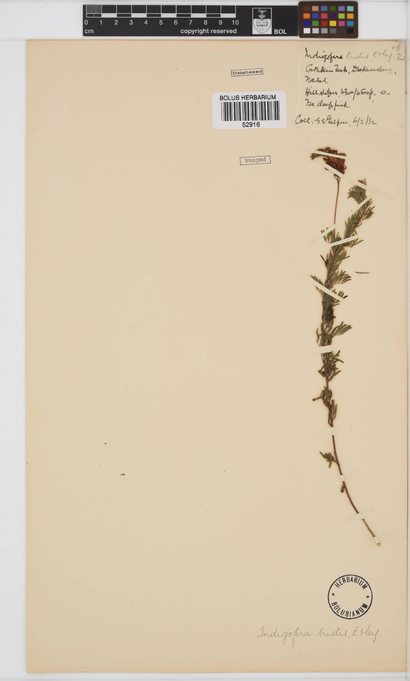 Indigofera rostrata image