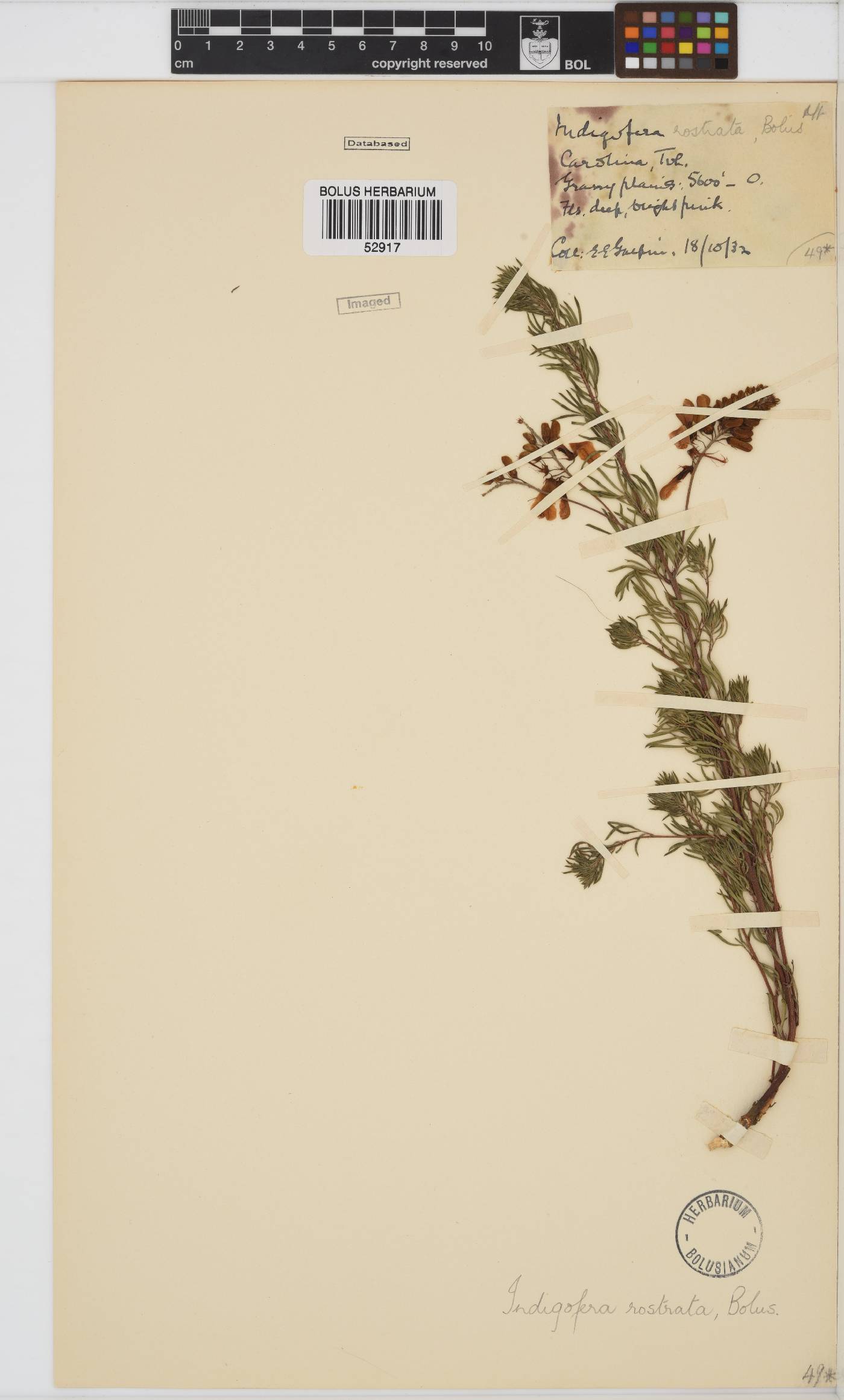 Indigofera rostrata image