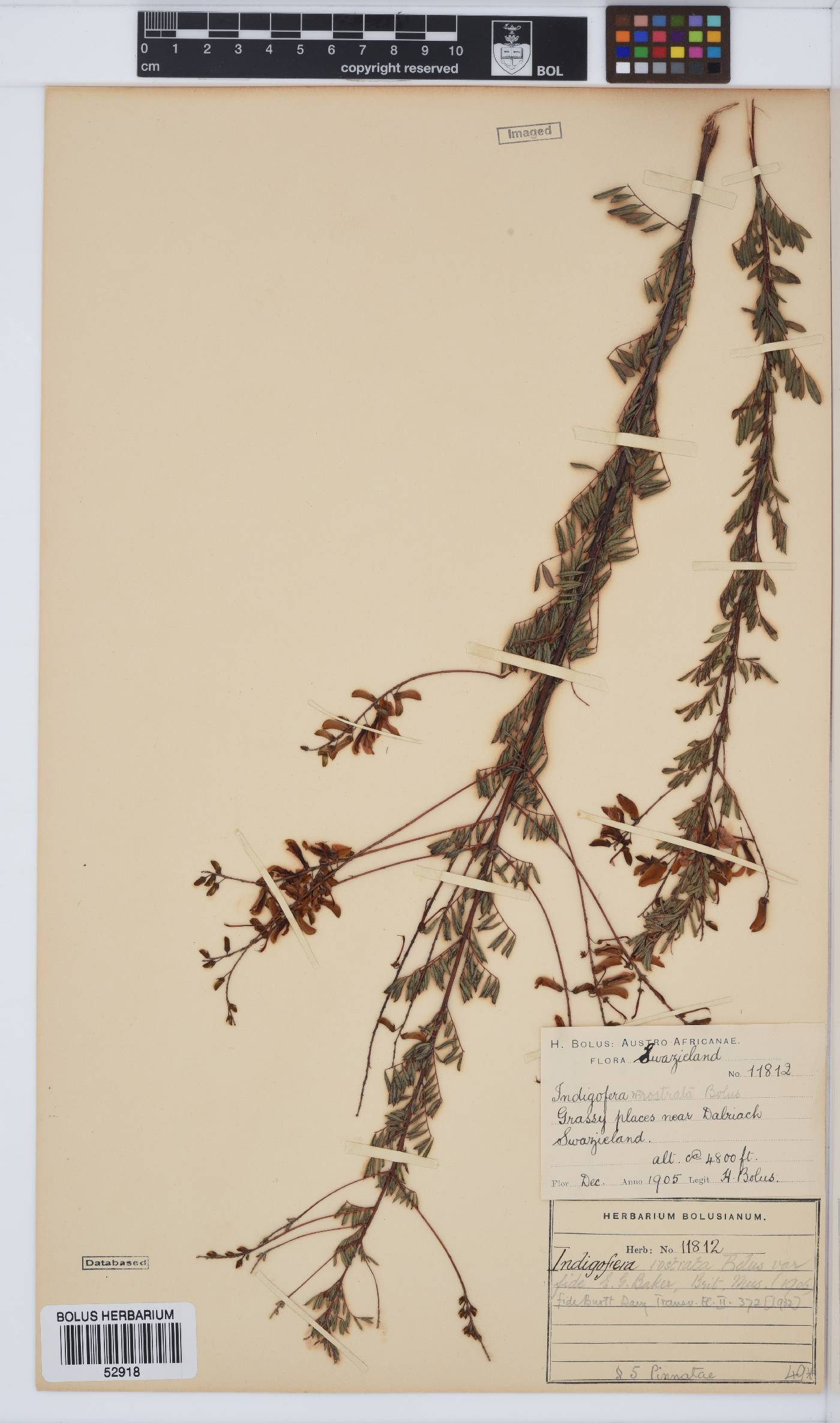 Indigofera rostrata image
