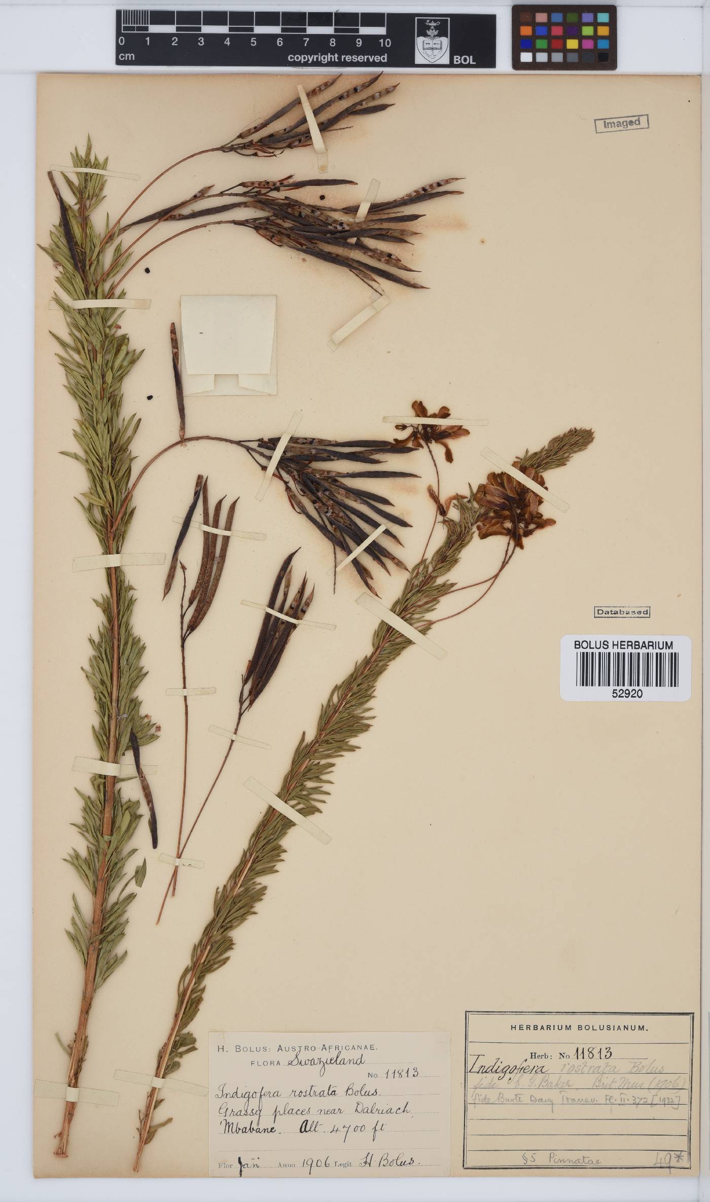 Indigofera rostrata image