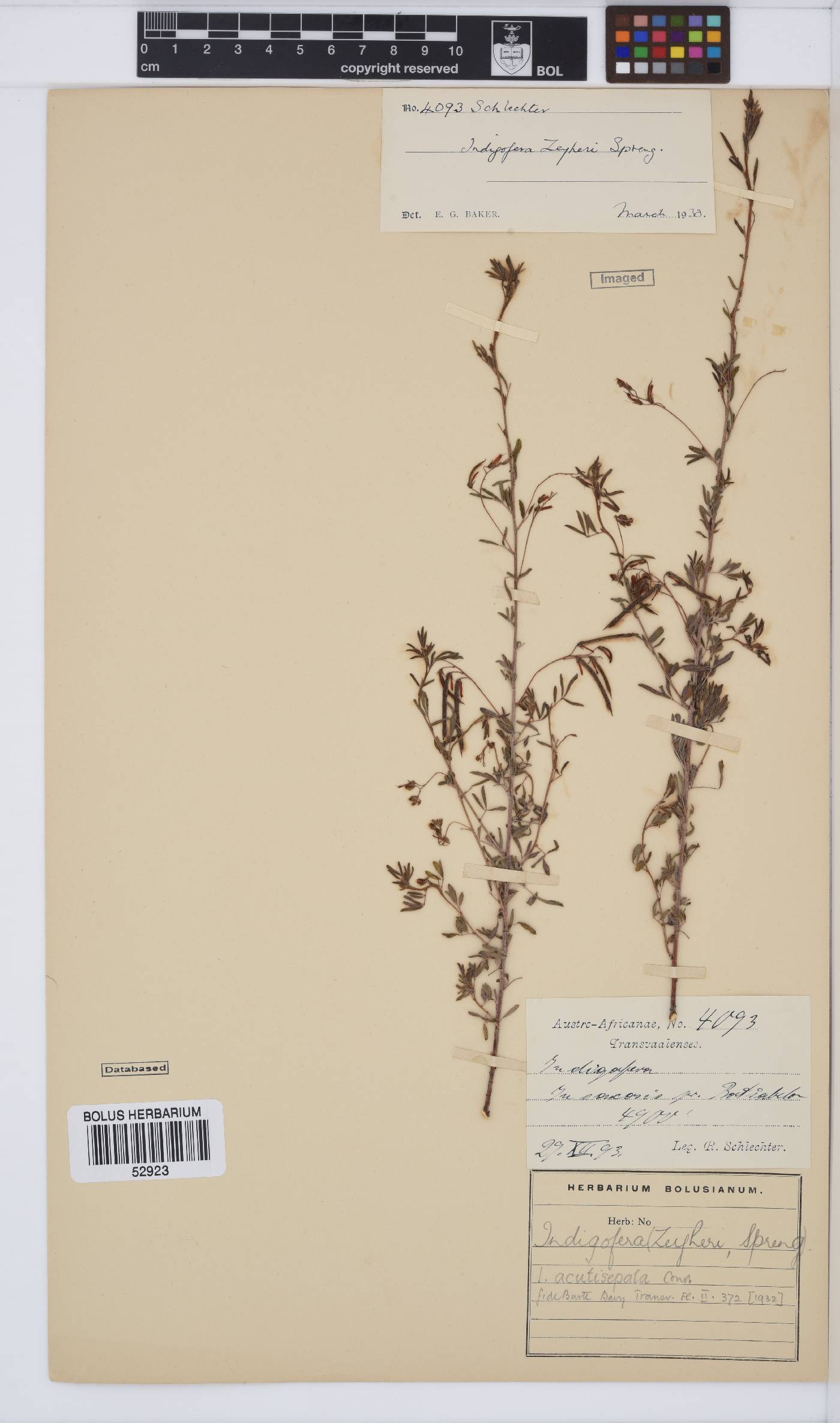 Indigofera zeyheri image