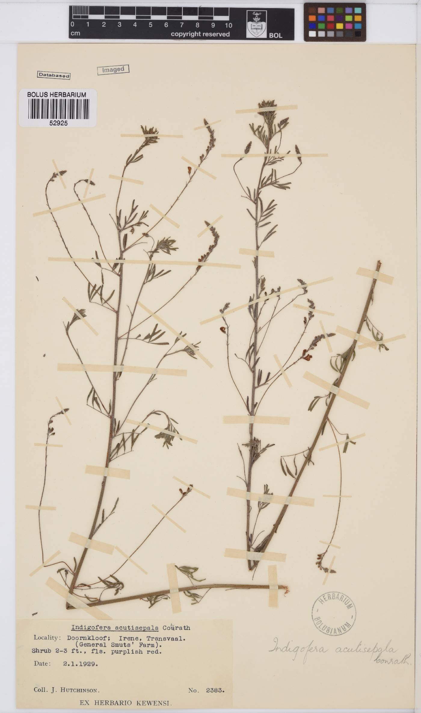 Indigofera zeyheri image