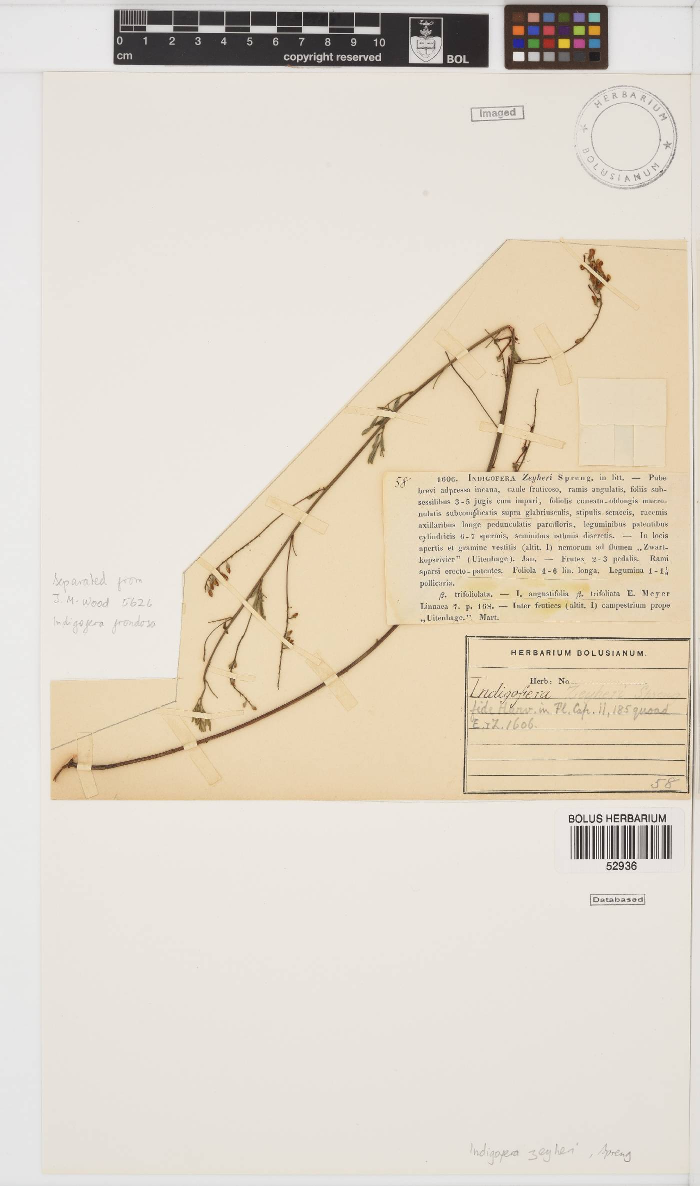 Indigofera zeyheri image