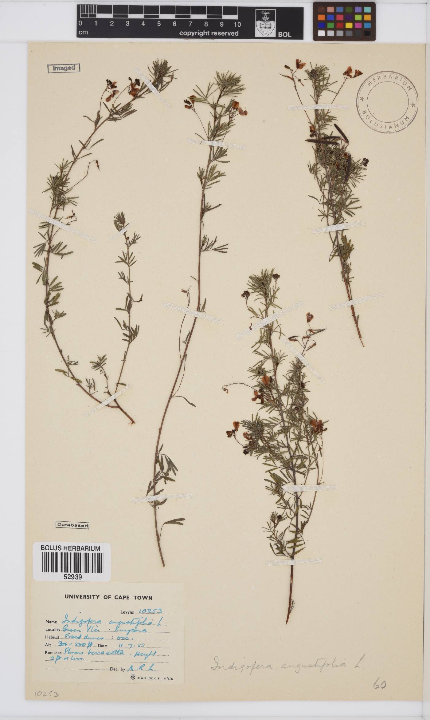 Indigofera image