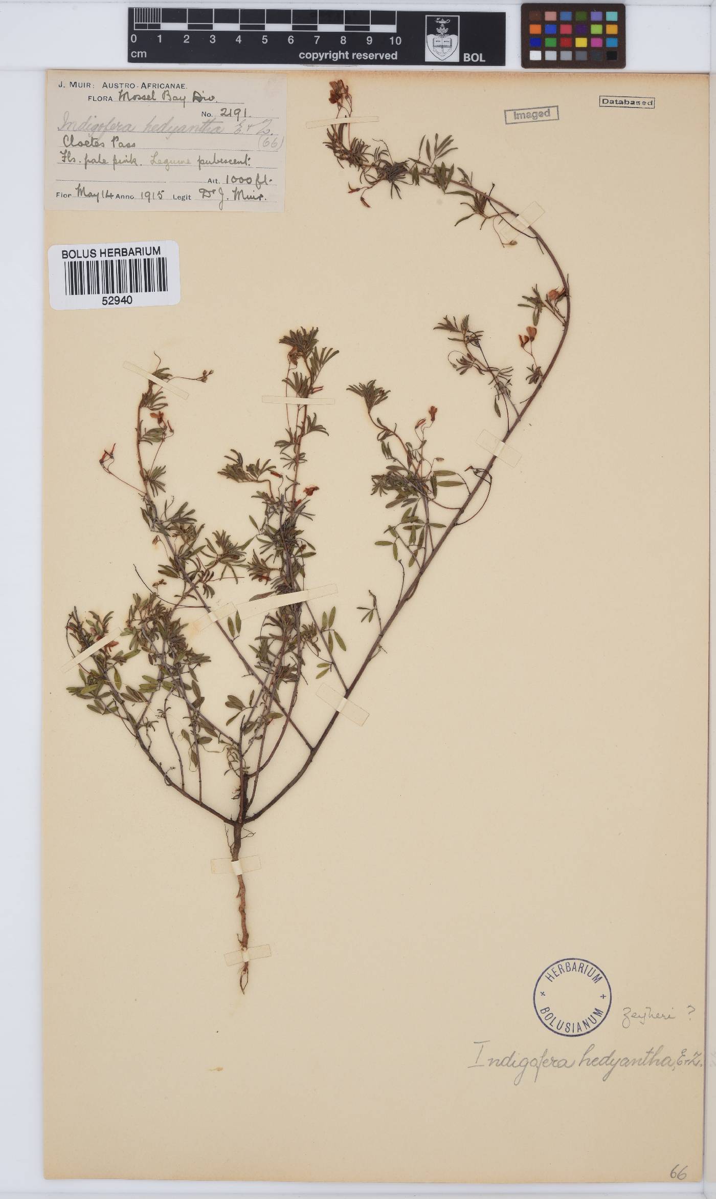 Indigofera verrucosa image