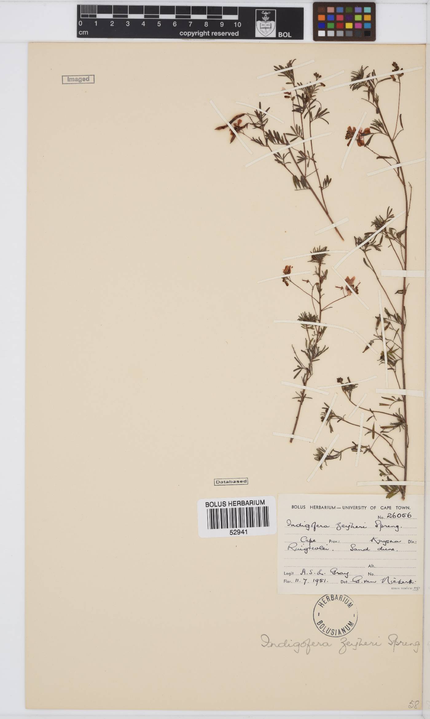 Indigofera verrucosa image