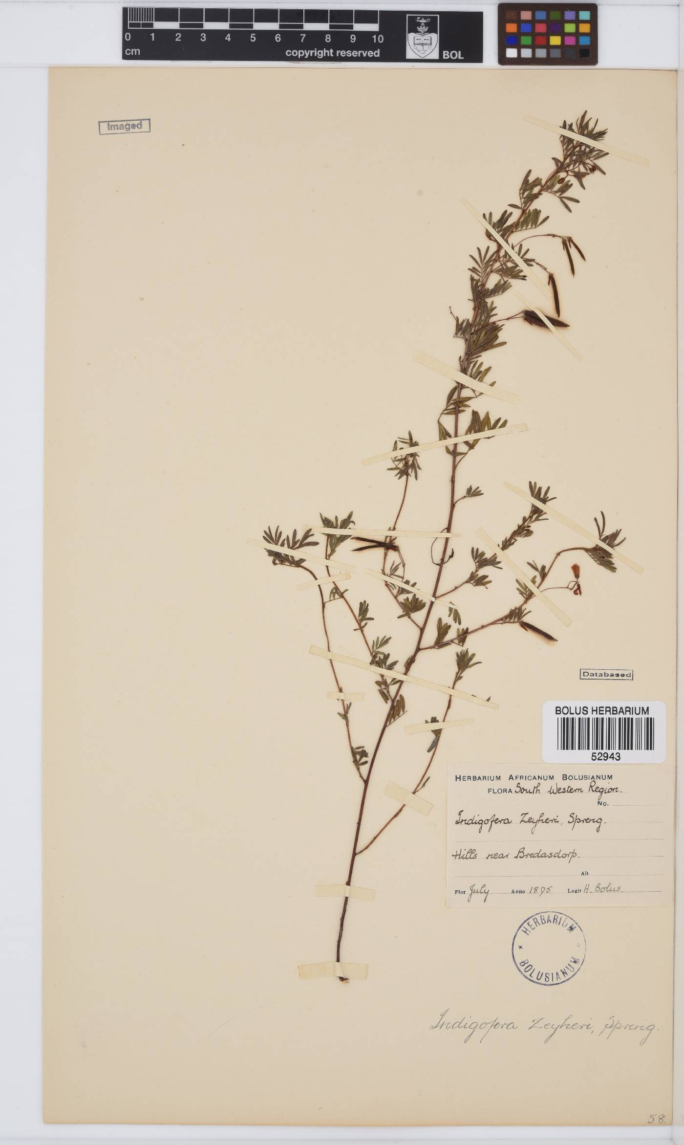 Indigofera verrucosa image