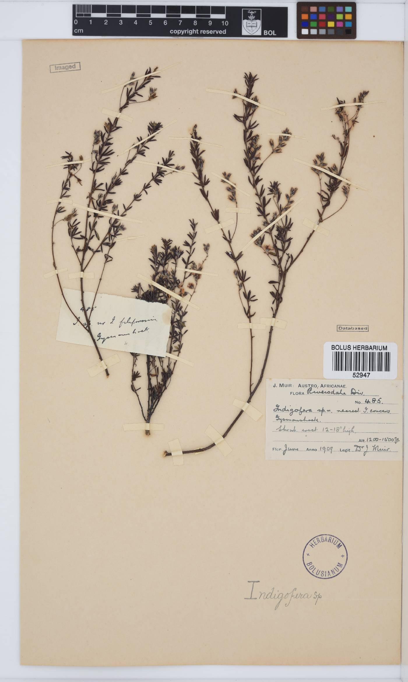 Indigofera concava image