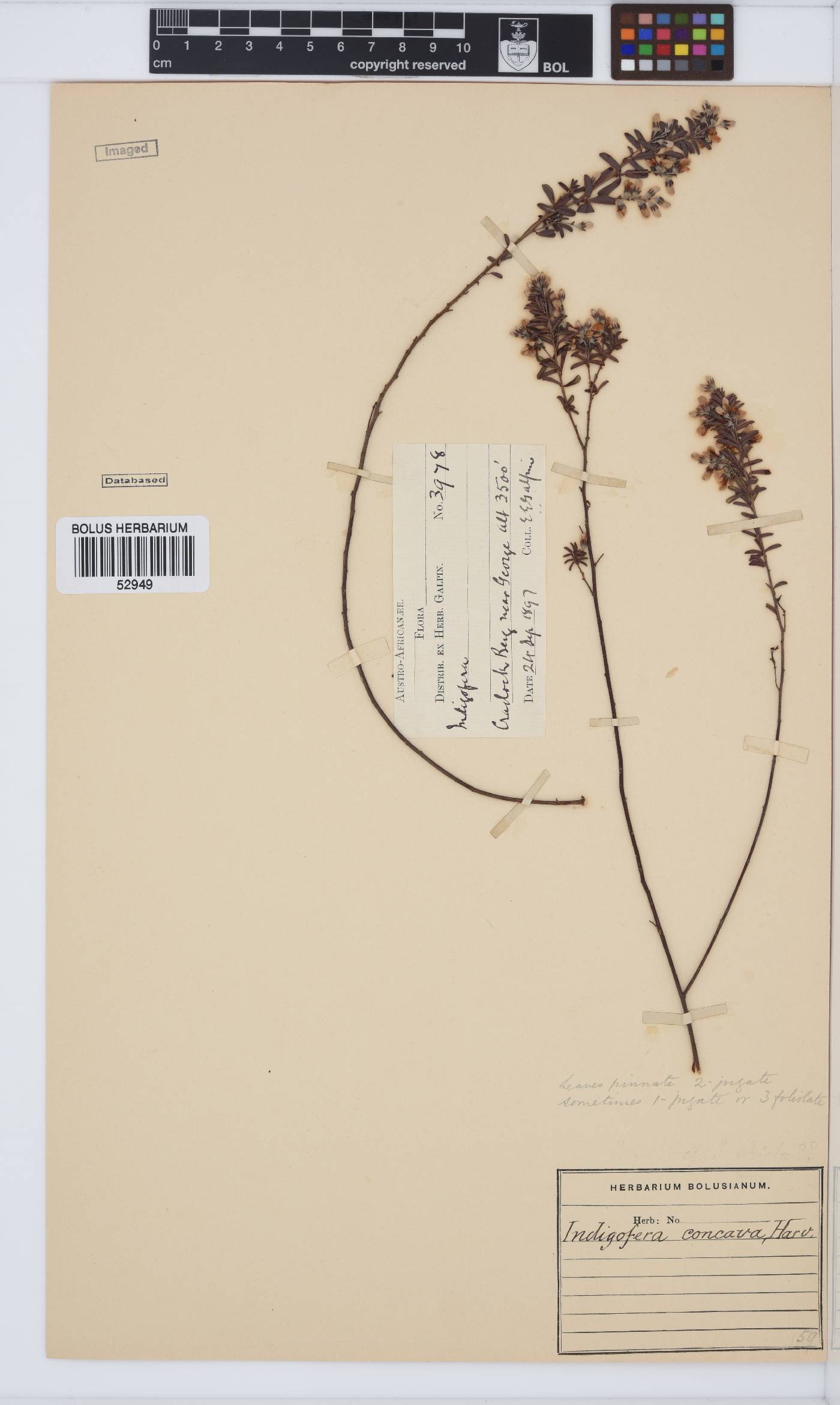 Indigofera concava image