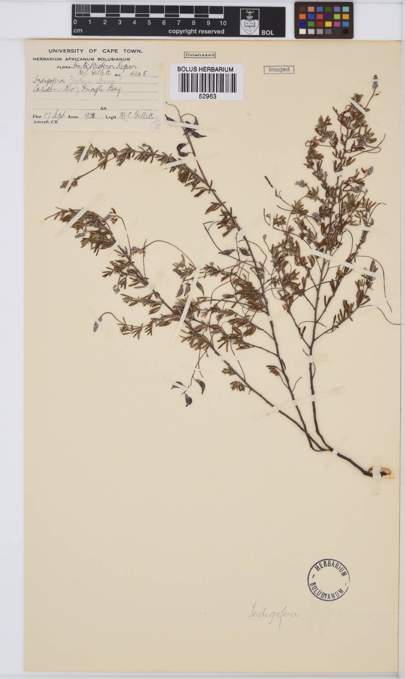 Indigofera angustifolia var. angustifolia image