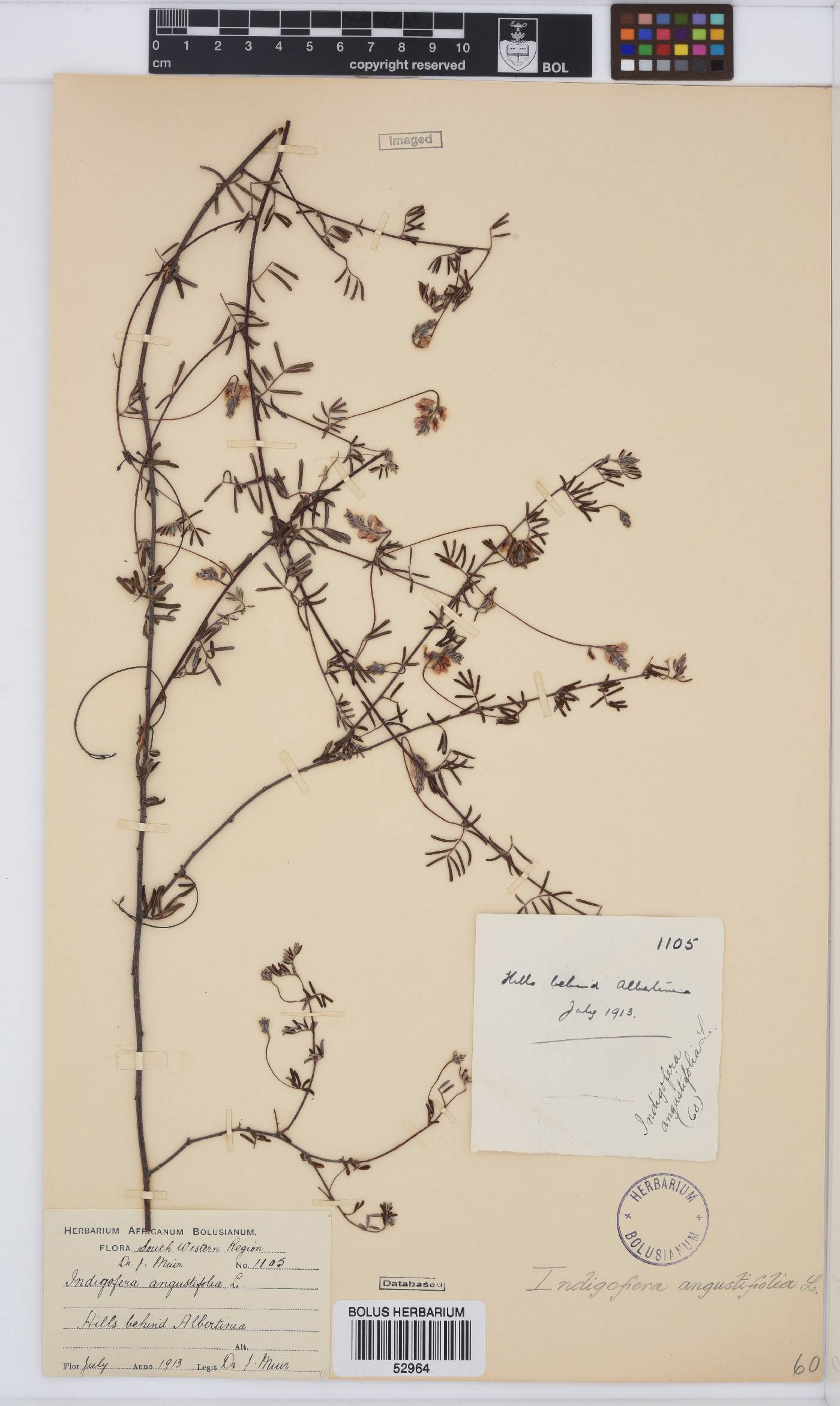 Indigofera angustifolia image