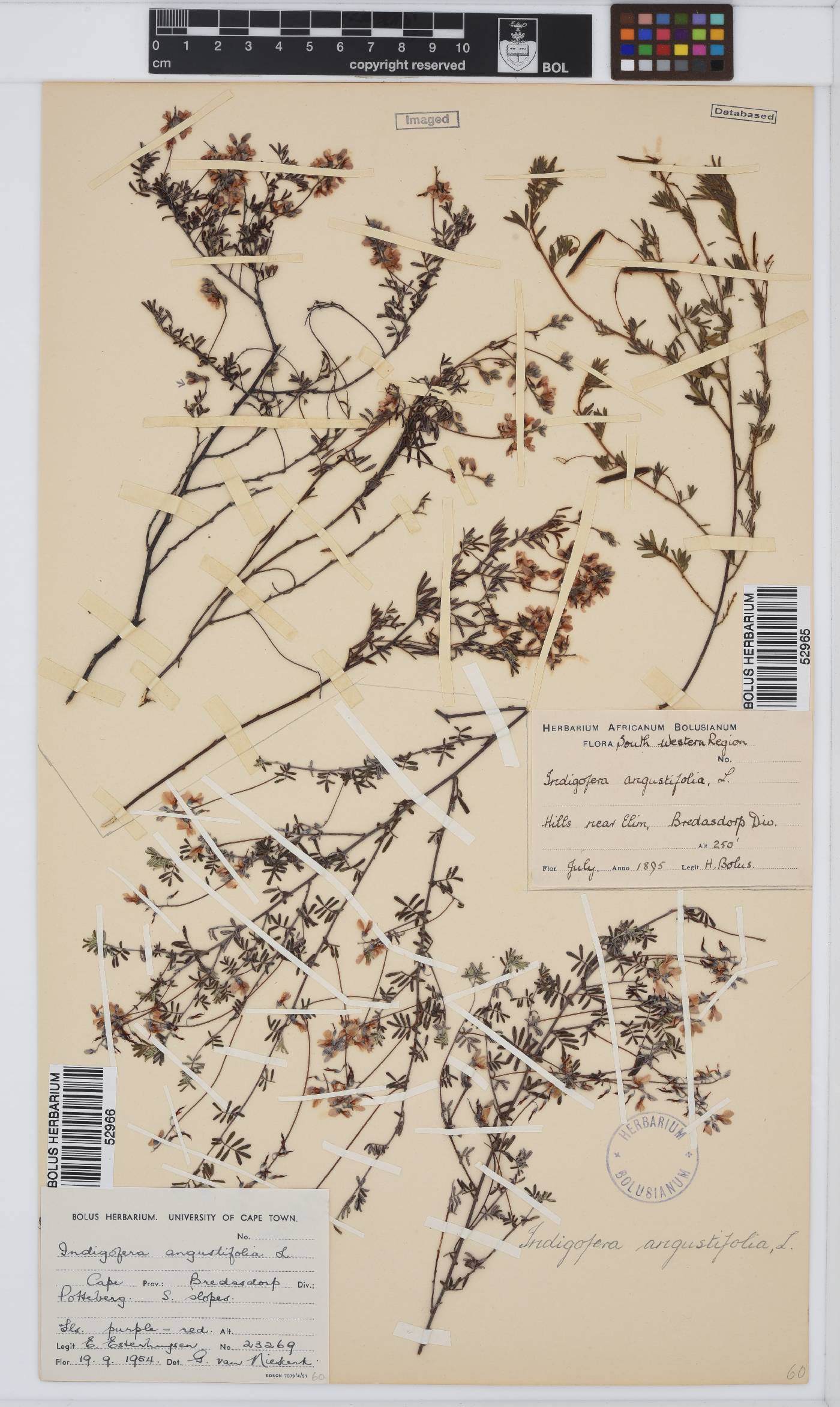 Indigofera angustifolia image