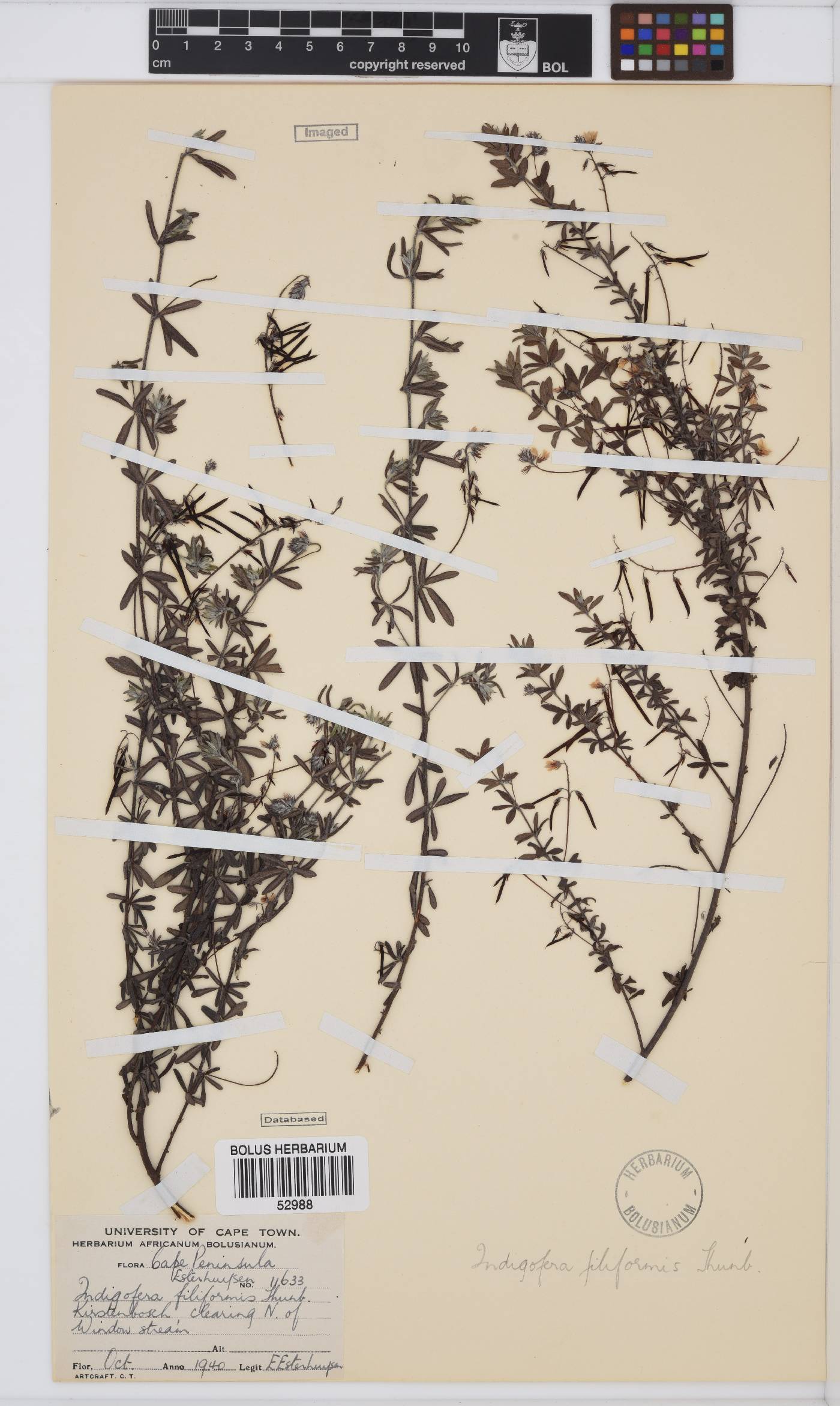 Indigofera filiformis image