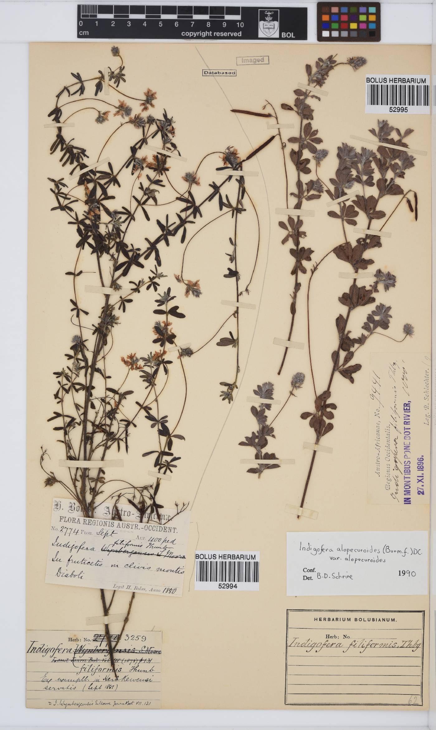 Indigofera filiformis image