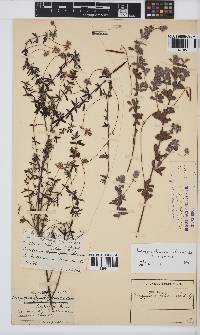 Indigofera alopecuroides image