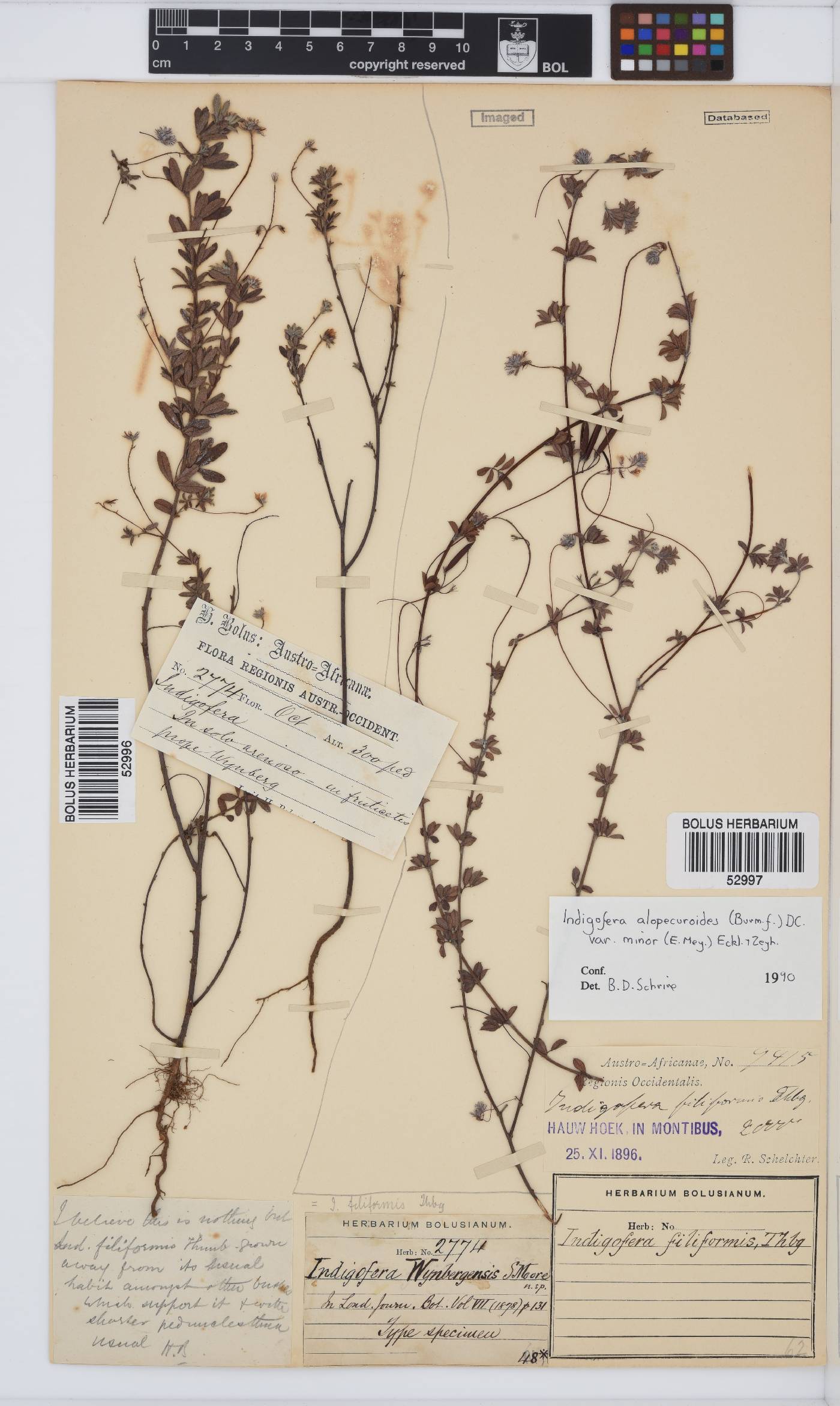 Indigofera filiformis image
