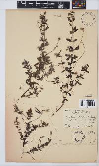 Indigofera filiformis image