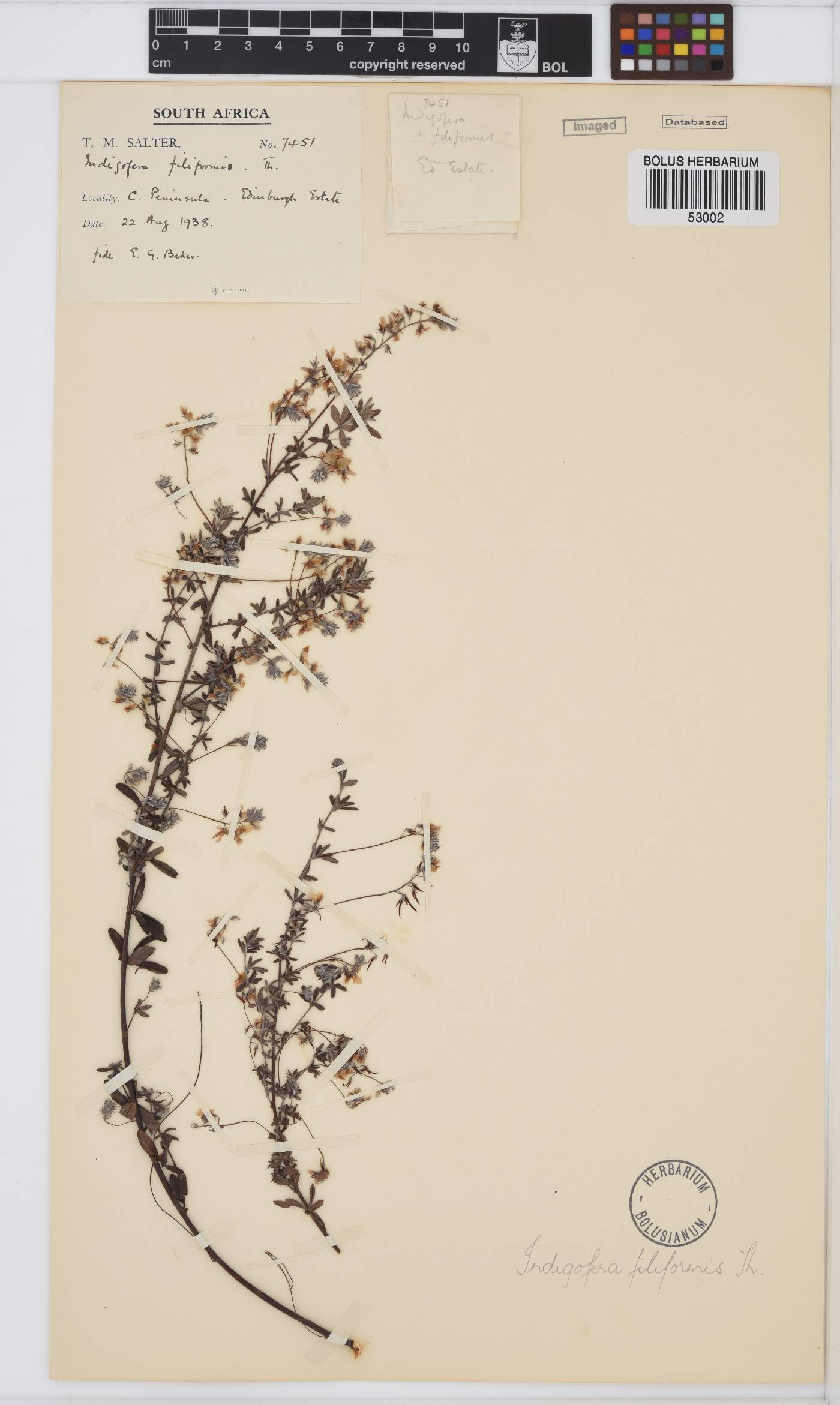 Indigofera filiformis image