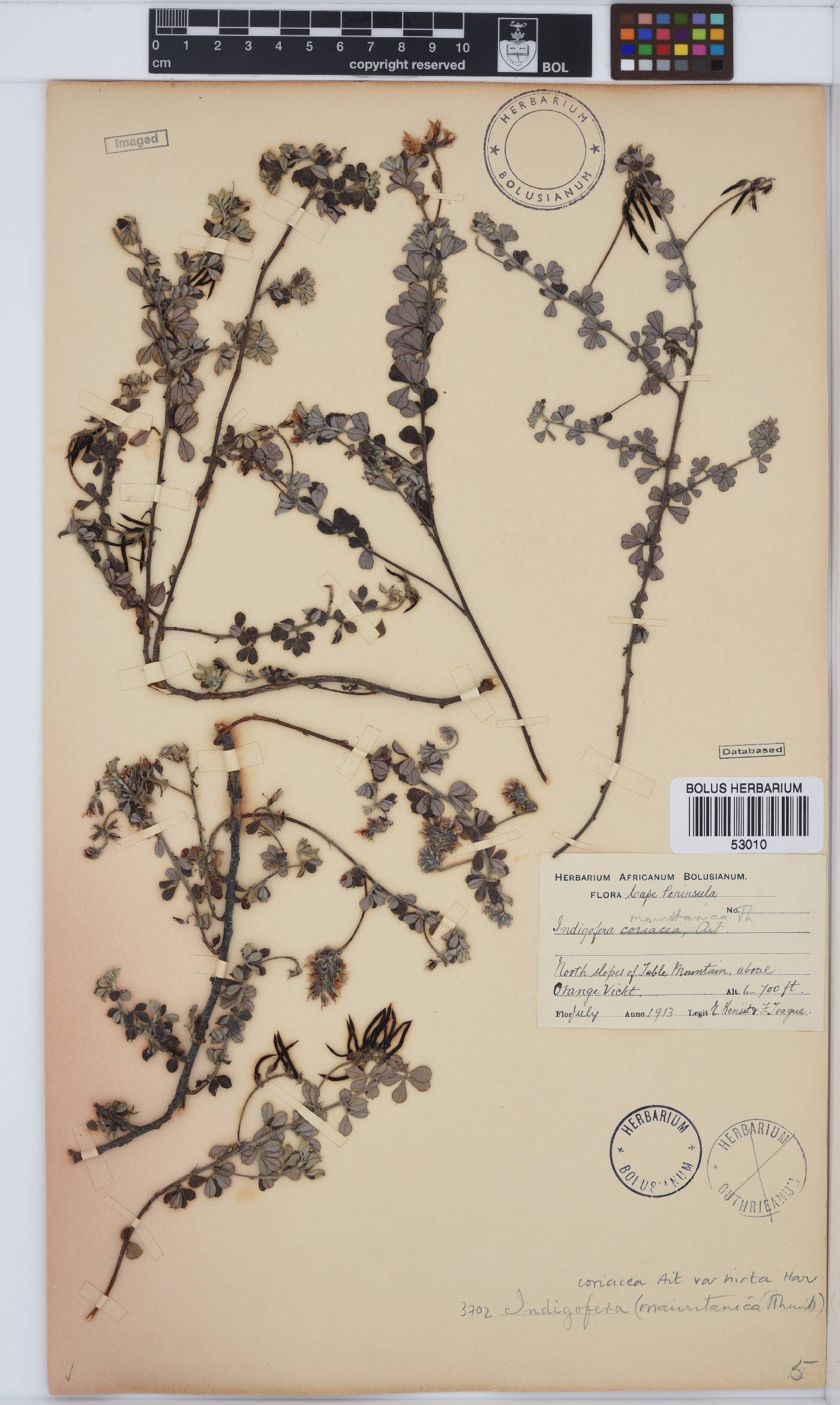 Indigofera mauritanica image