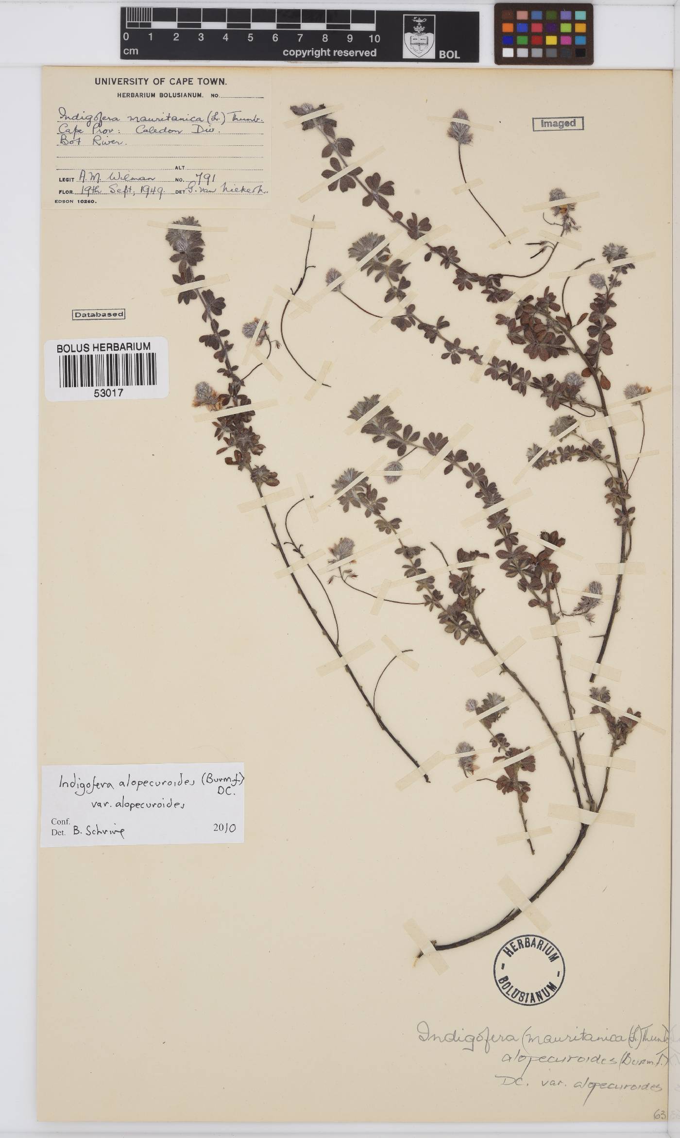 Indigofera alopecuroides var. alopecuroides image