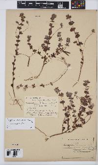 Indigofera alopecuroides image