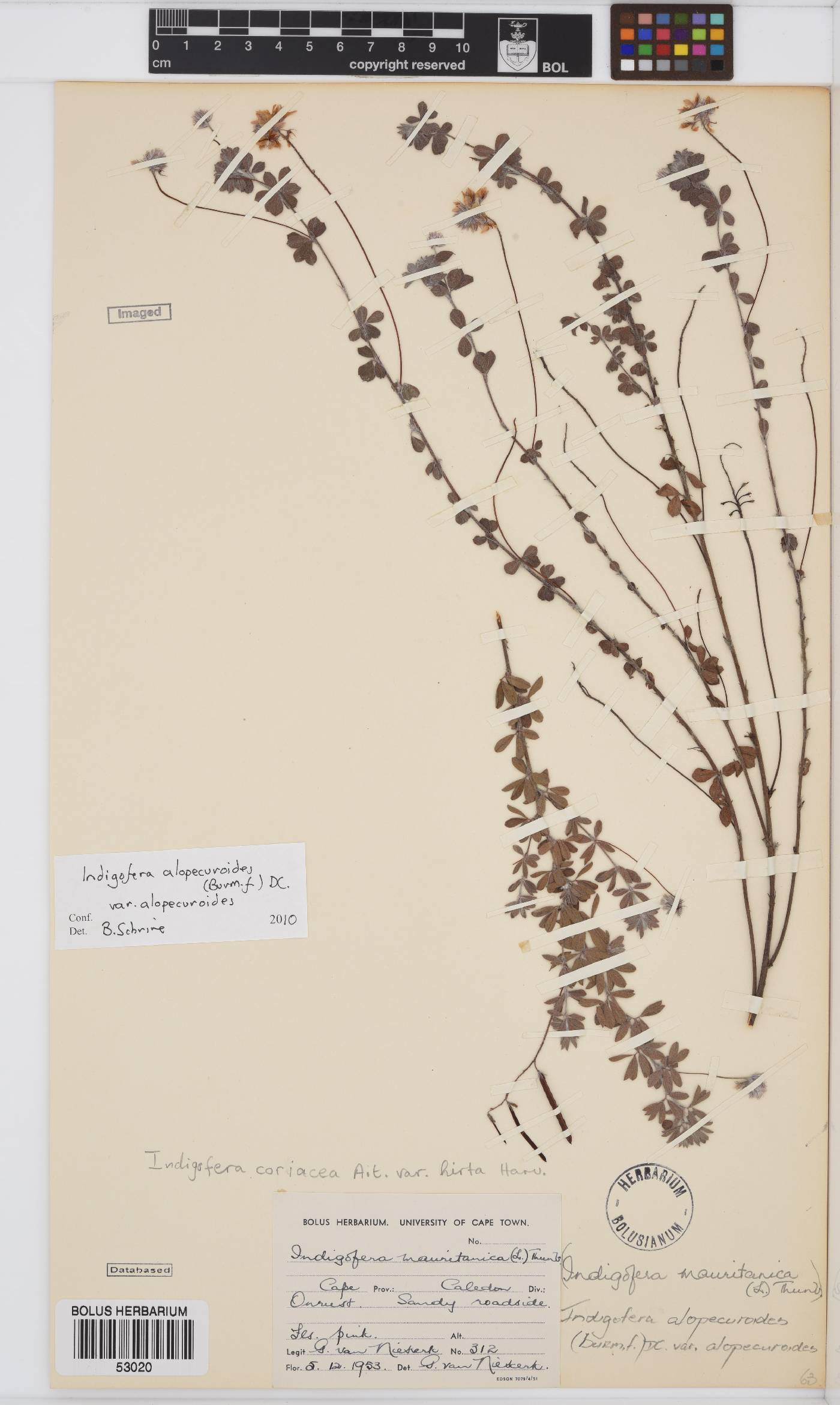 Indigofera alopecuroides var. alopecuroides image