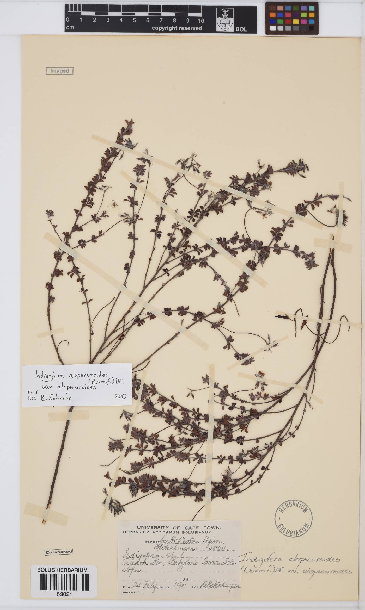 Indigofera alopecuroides var. alopecuroides image