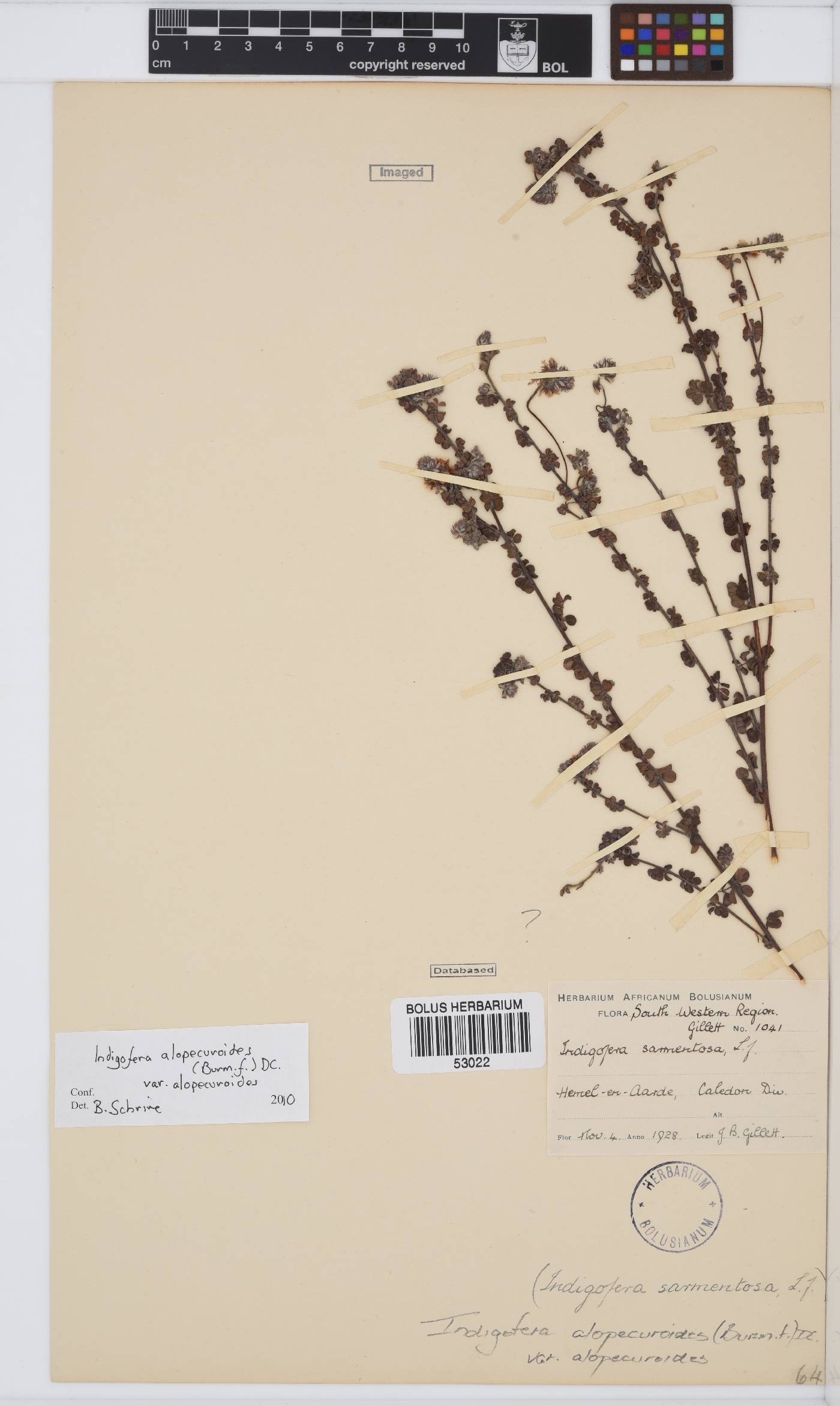 Indigofera alopecuroides var. alopecuroides image