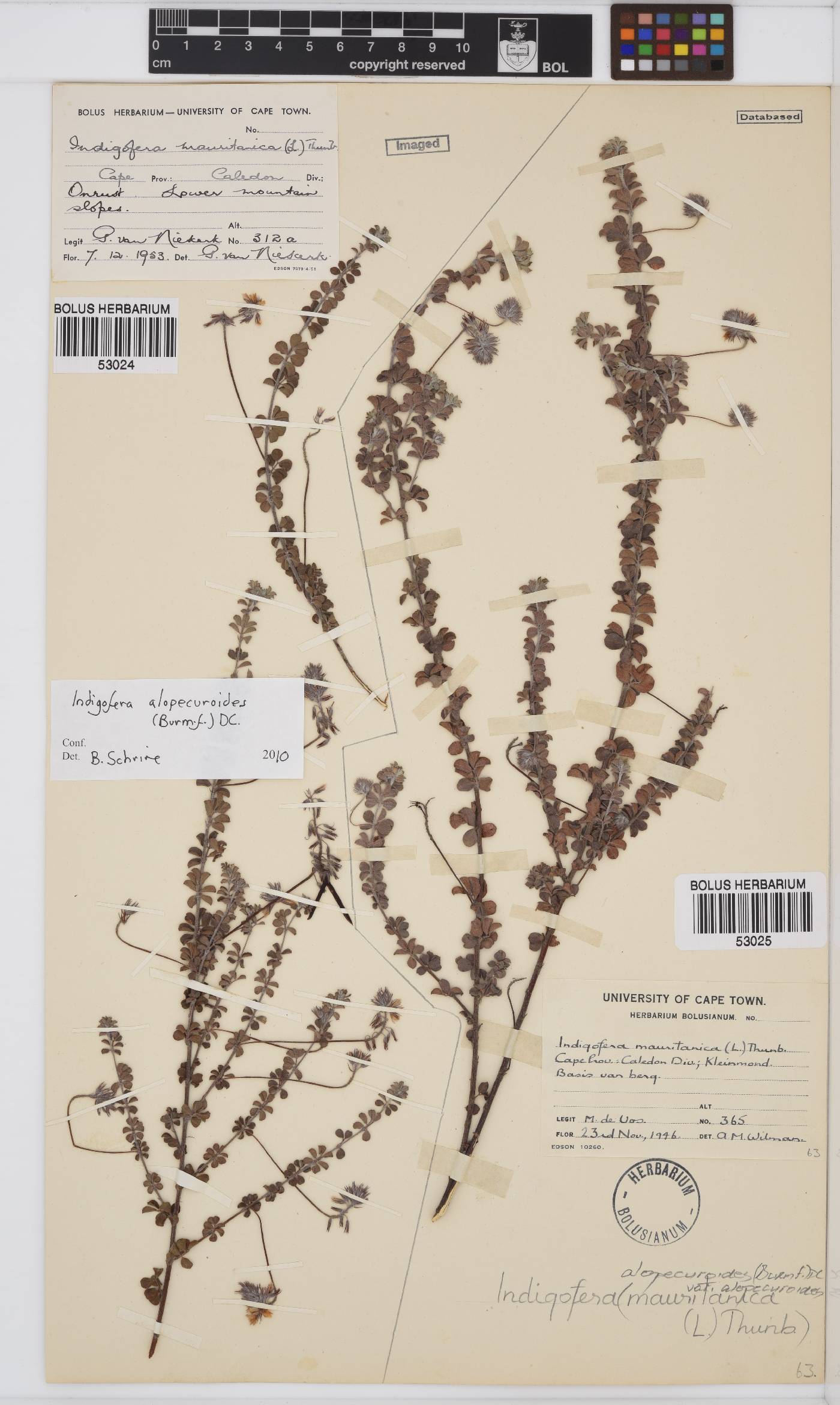 Indigofera alopecuroides var. alopecuroides image