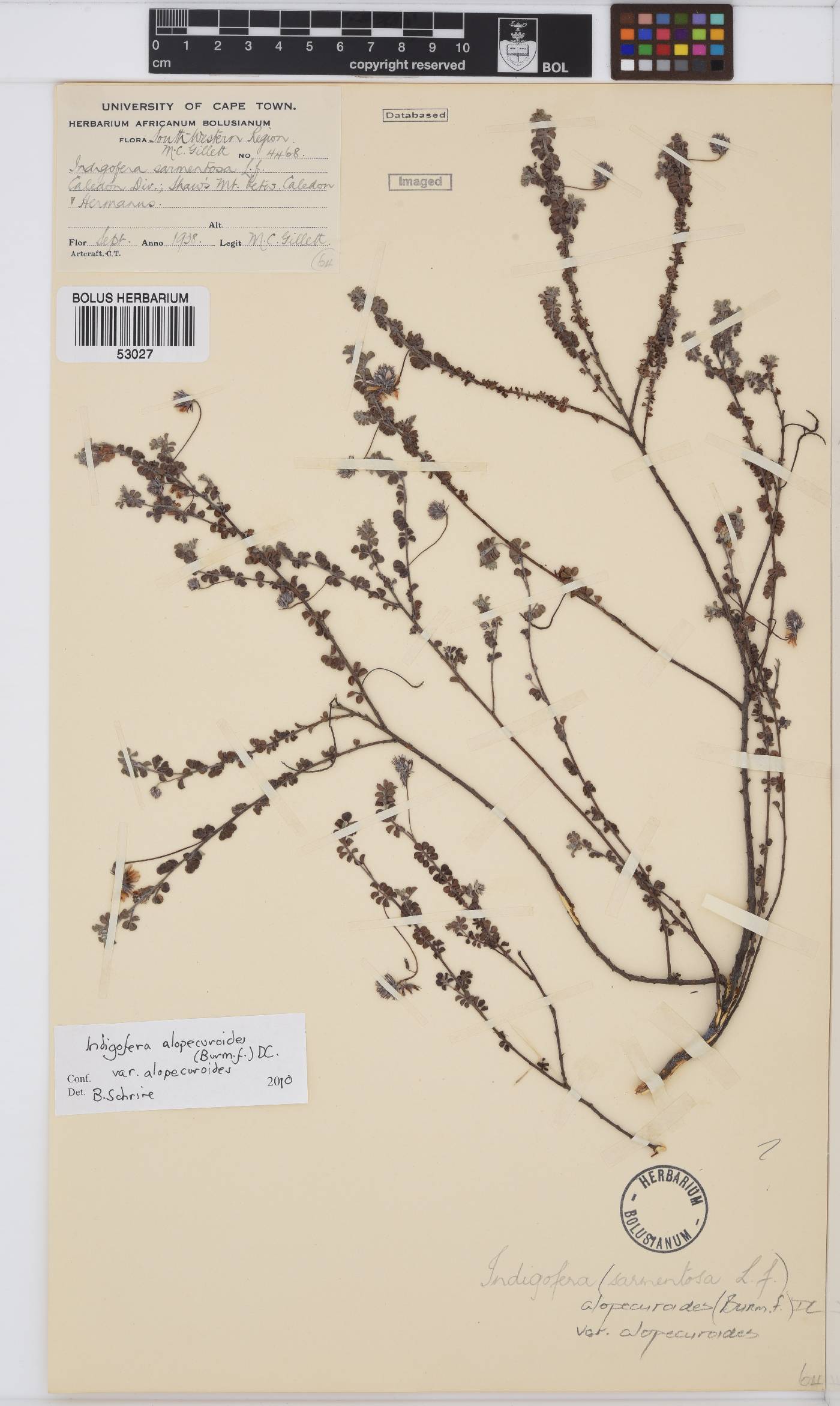 Indigofera alopecuroides image