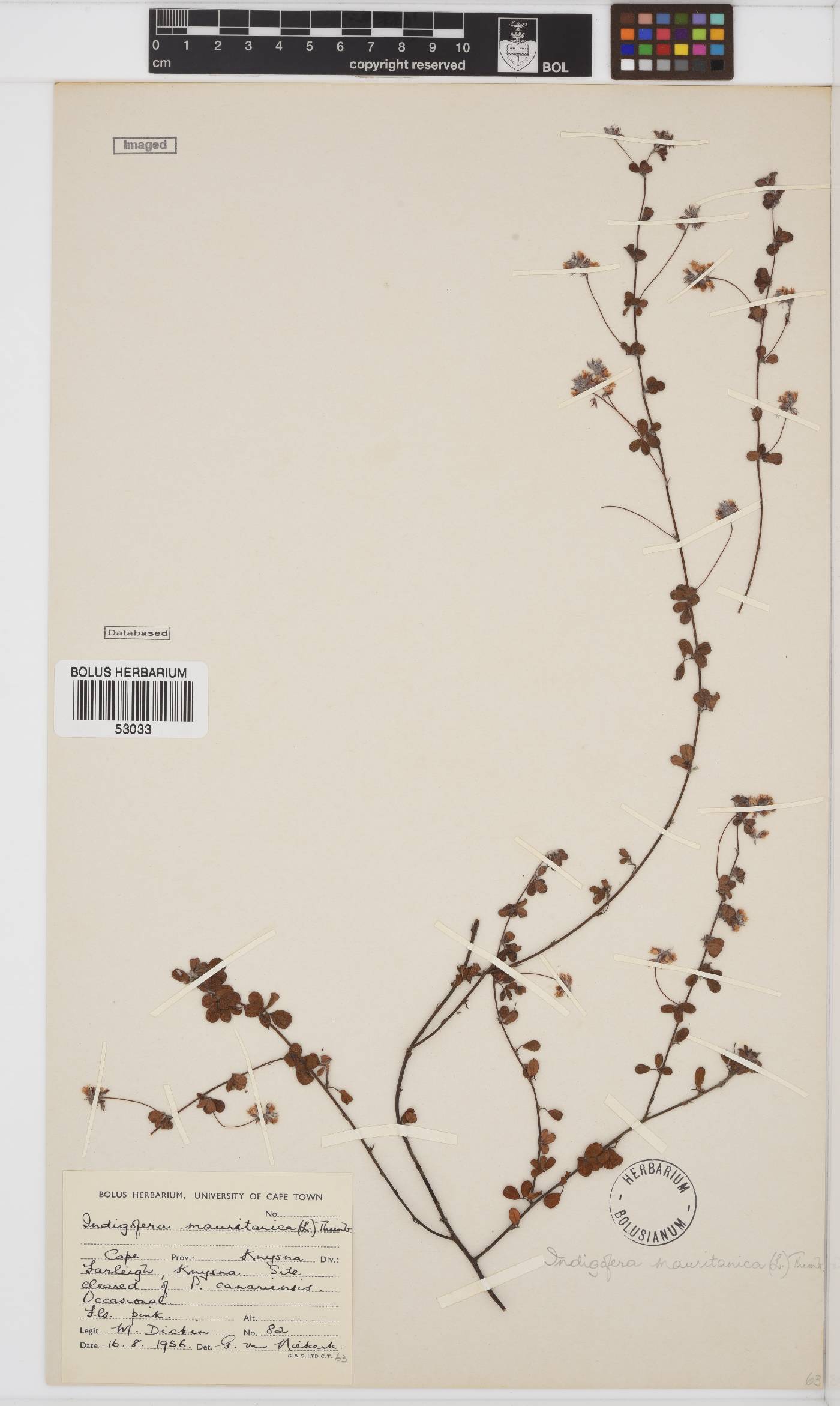 Indigofera alopecuroides var. minor image