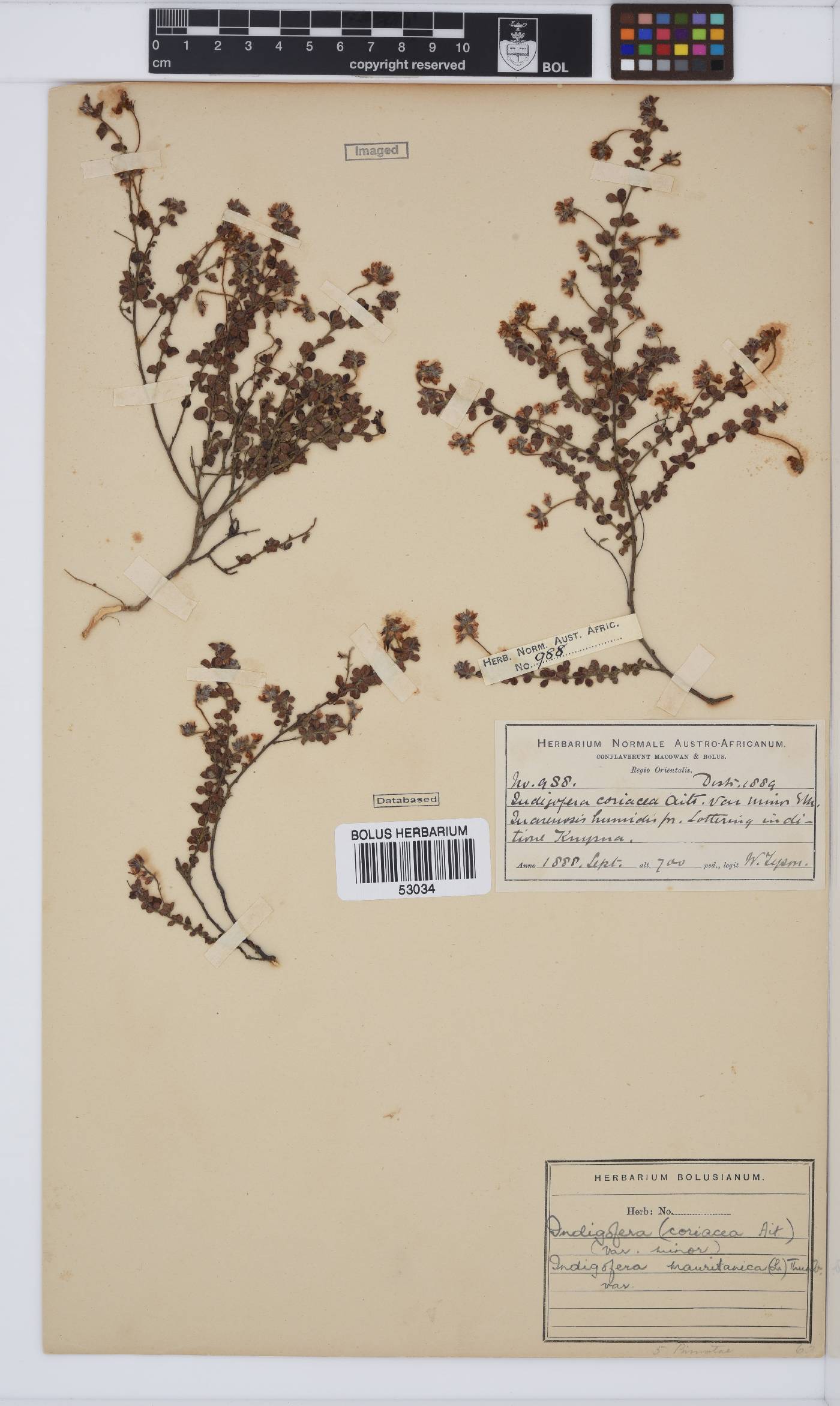 Indigofera alopecuroides var. minor image